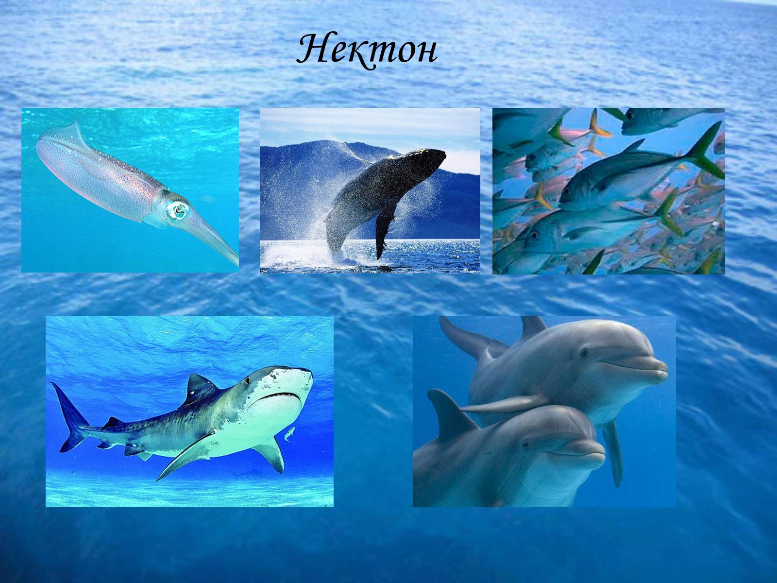 Нектон группа организмов. Планктон Нектон бентос. Представители нектона. Нектон рыбы. Образ жизни нектона.
