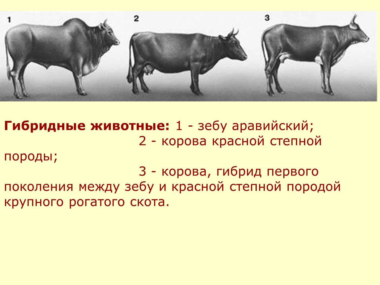 Презентація на тему «Селекция животных» (варіант 2) - Слайд #24