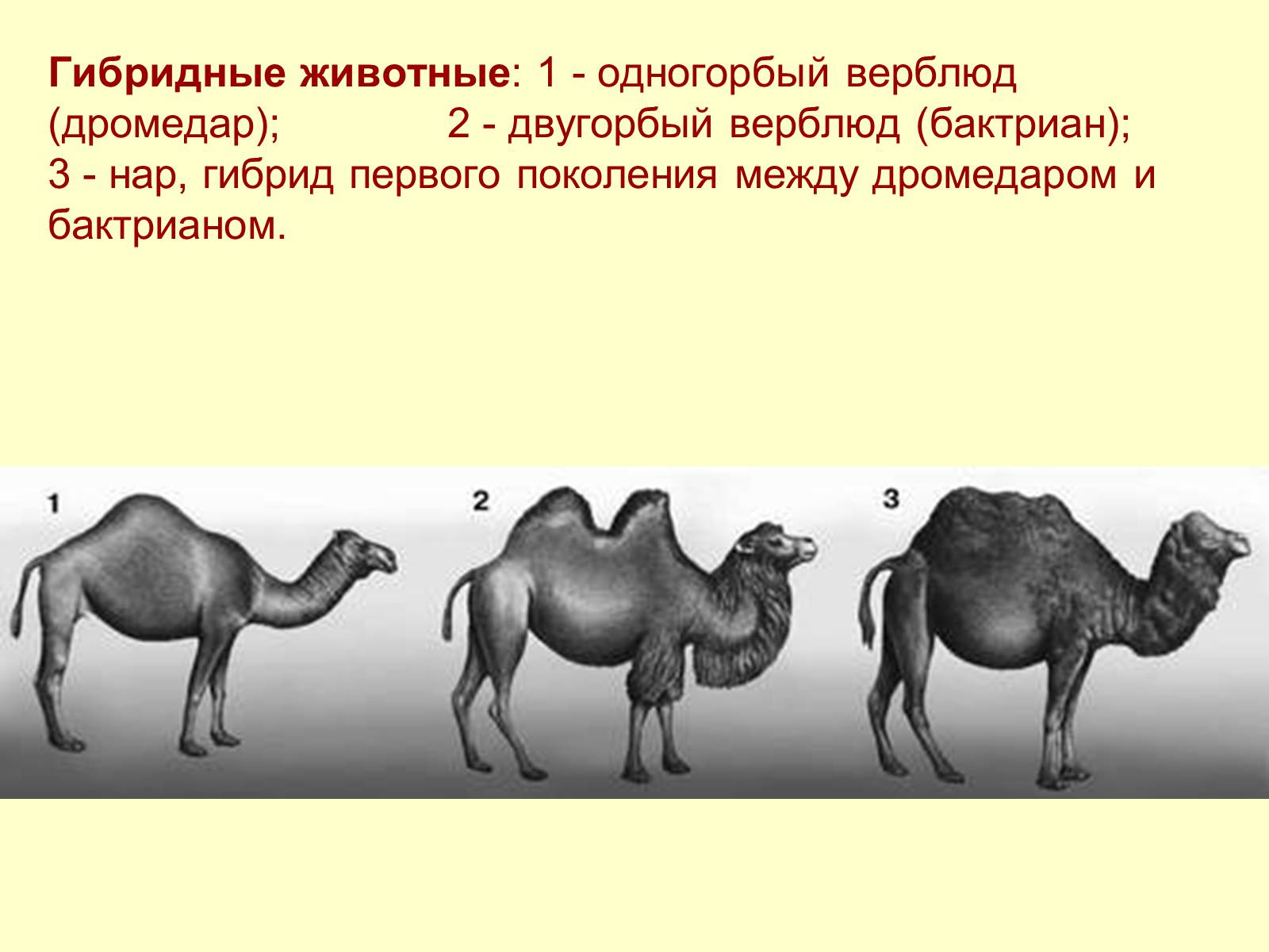 Гибриды сравнение. Двугорбый верблюд бактриан Родина. Селекция двугорбый верблюд. Верблюд двугорбый Туркменистан. Нар одногорбый верблюд.