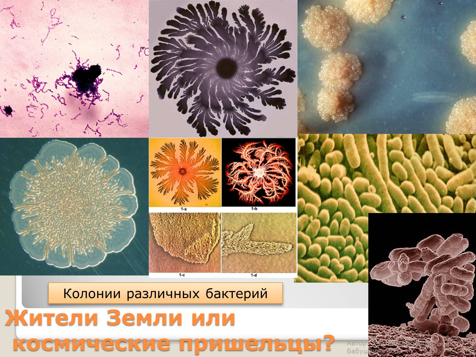 Различные бактерии
