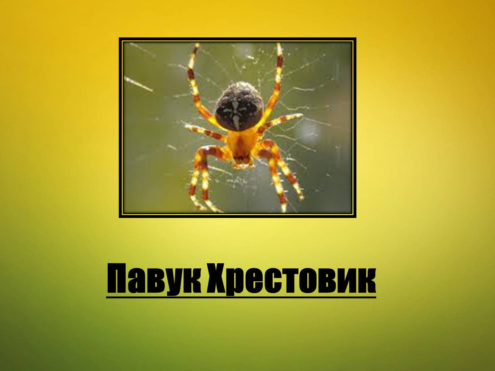 Презентація на тему «Павук Хрестовик» - Слайд #1