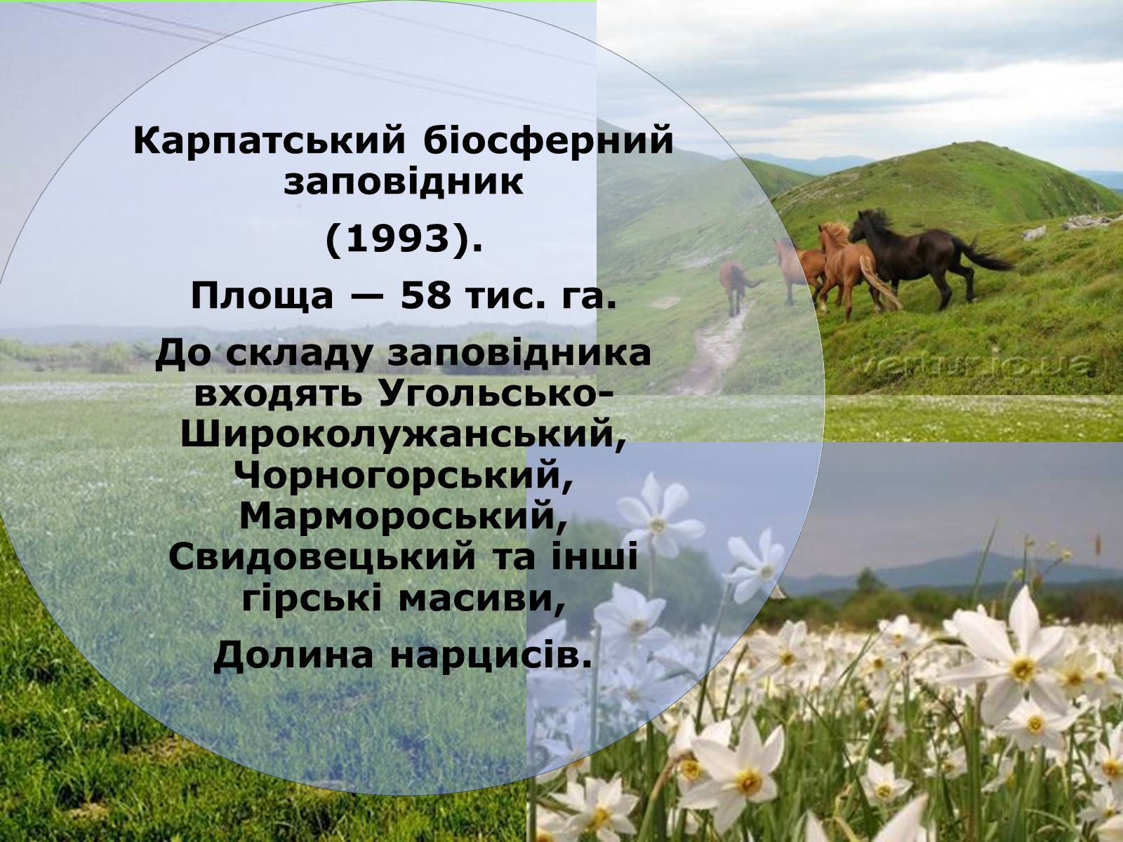 Презентація на тему «Українські Карпати» (варіант 4) - Слайд #12