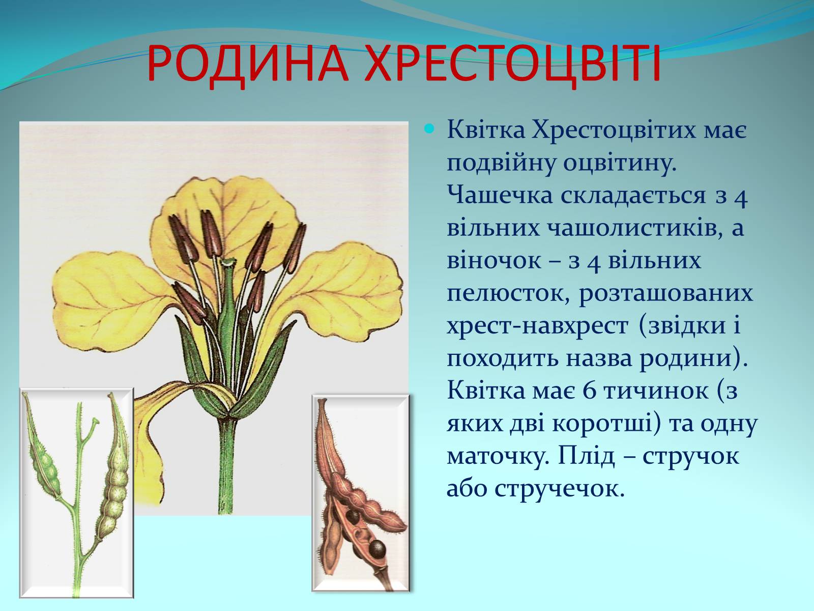 Презентація на тему «Різноманітність покритонасінних рослин» - Слайд #5