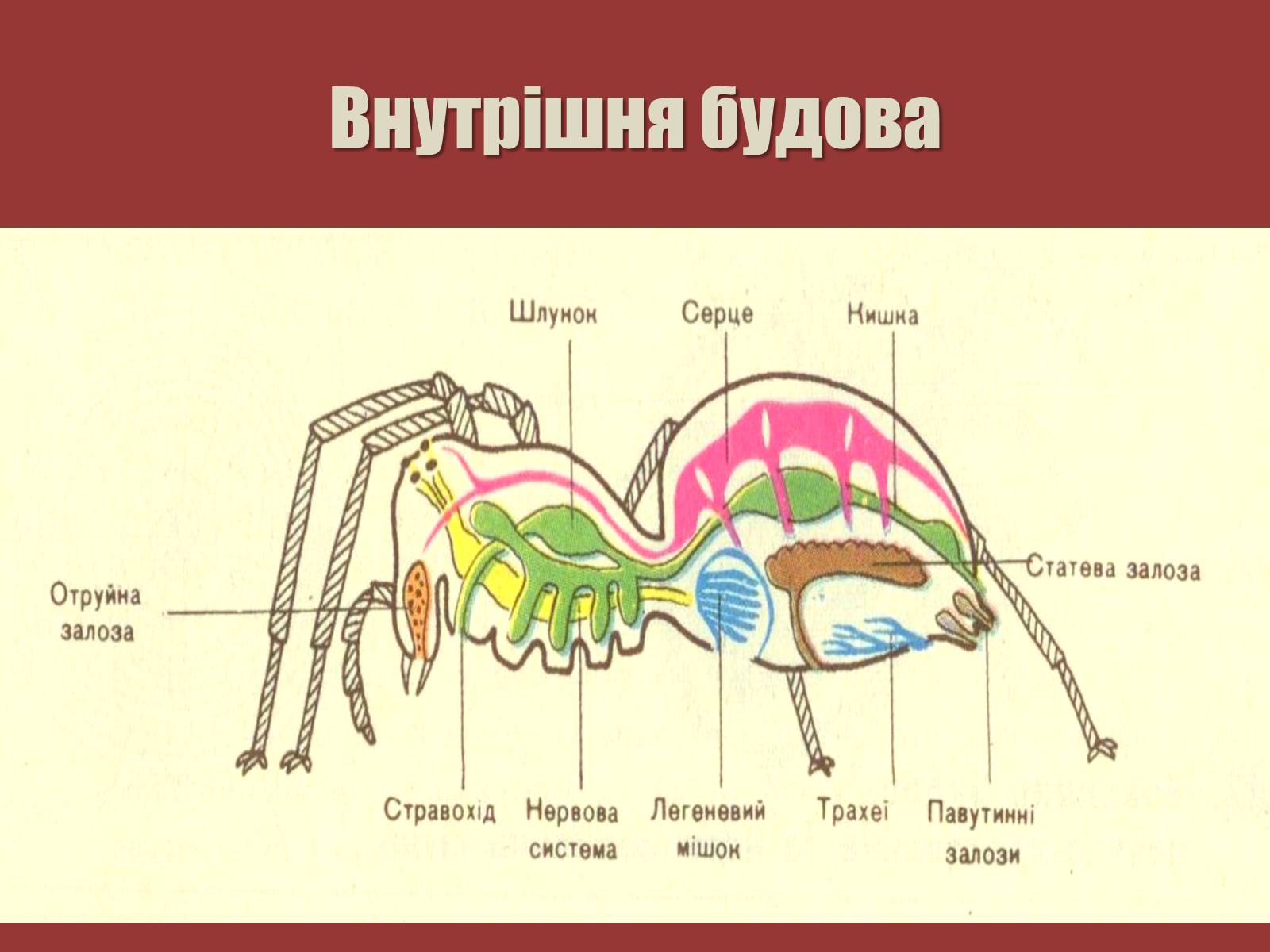 Презентація на тему «Павук Хрестовик» - Слайд #6