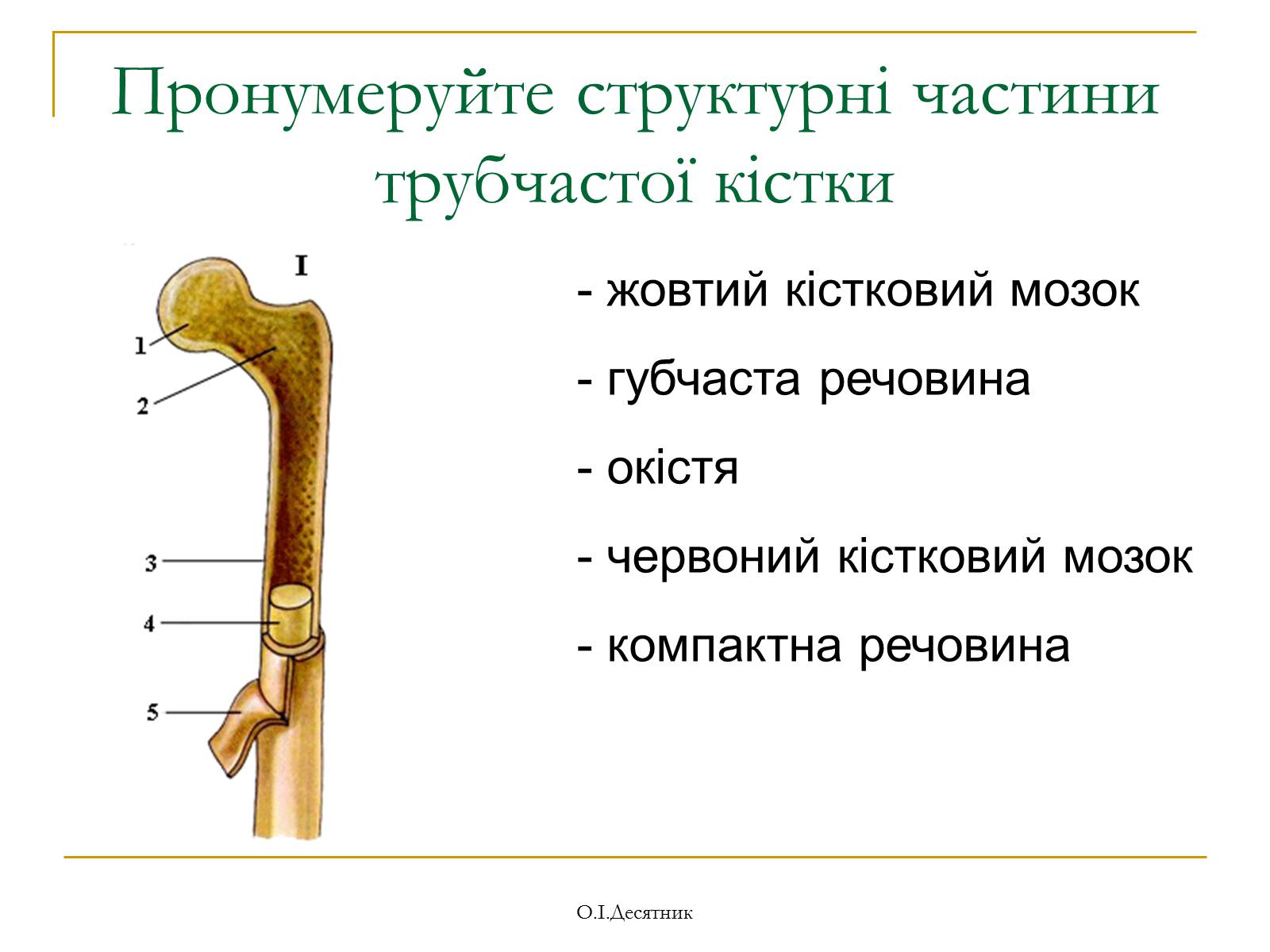 Презентація на тему «Система органів опори і руху» - Слайд #7