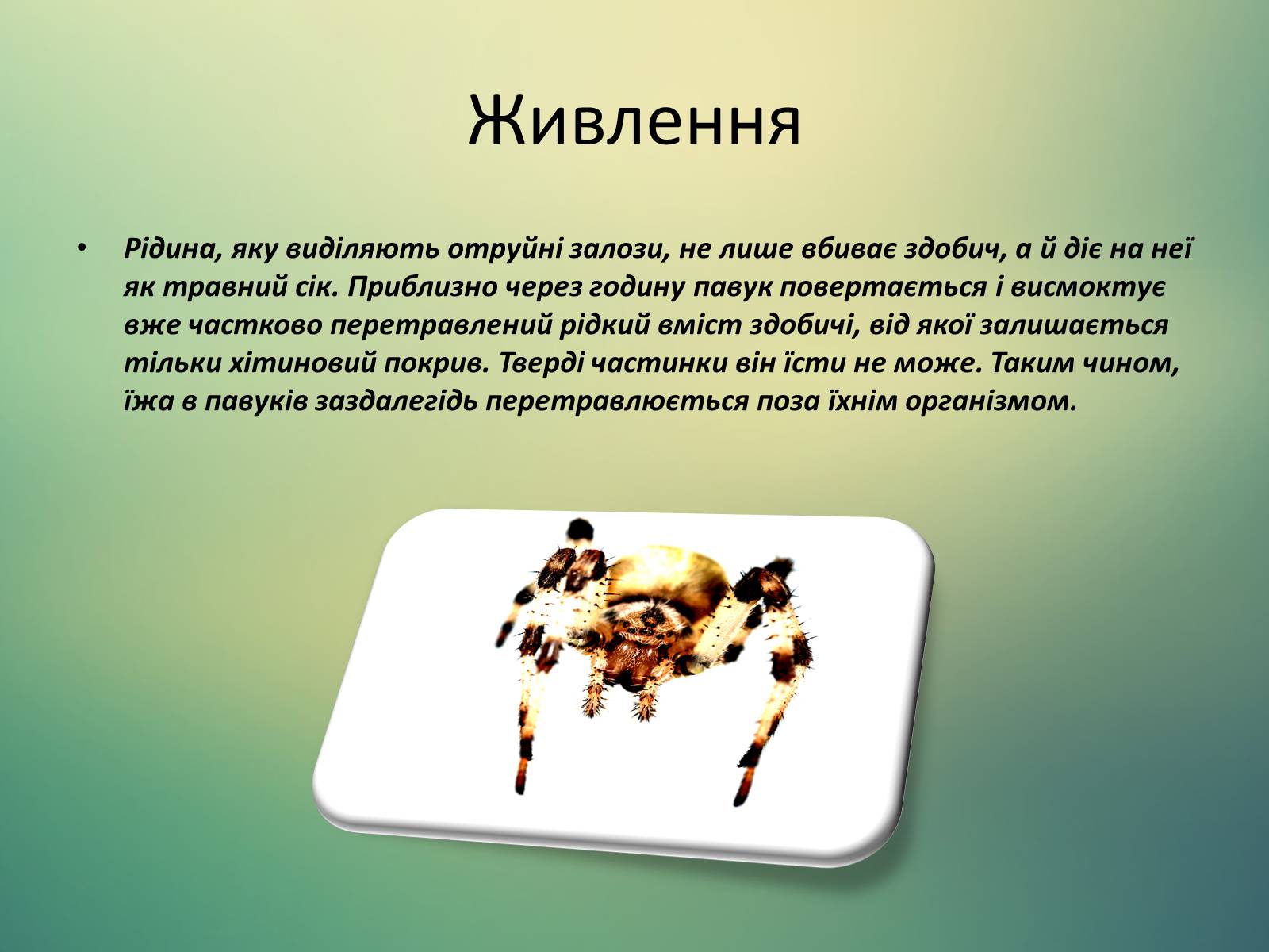 Презентація на тему «Павук Хрестовик» - Слайд #8