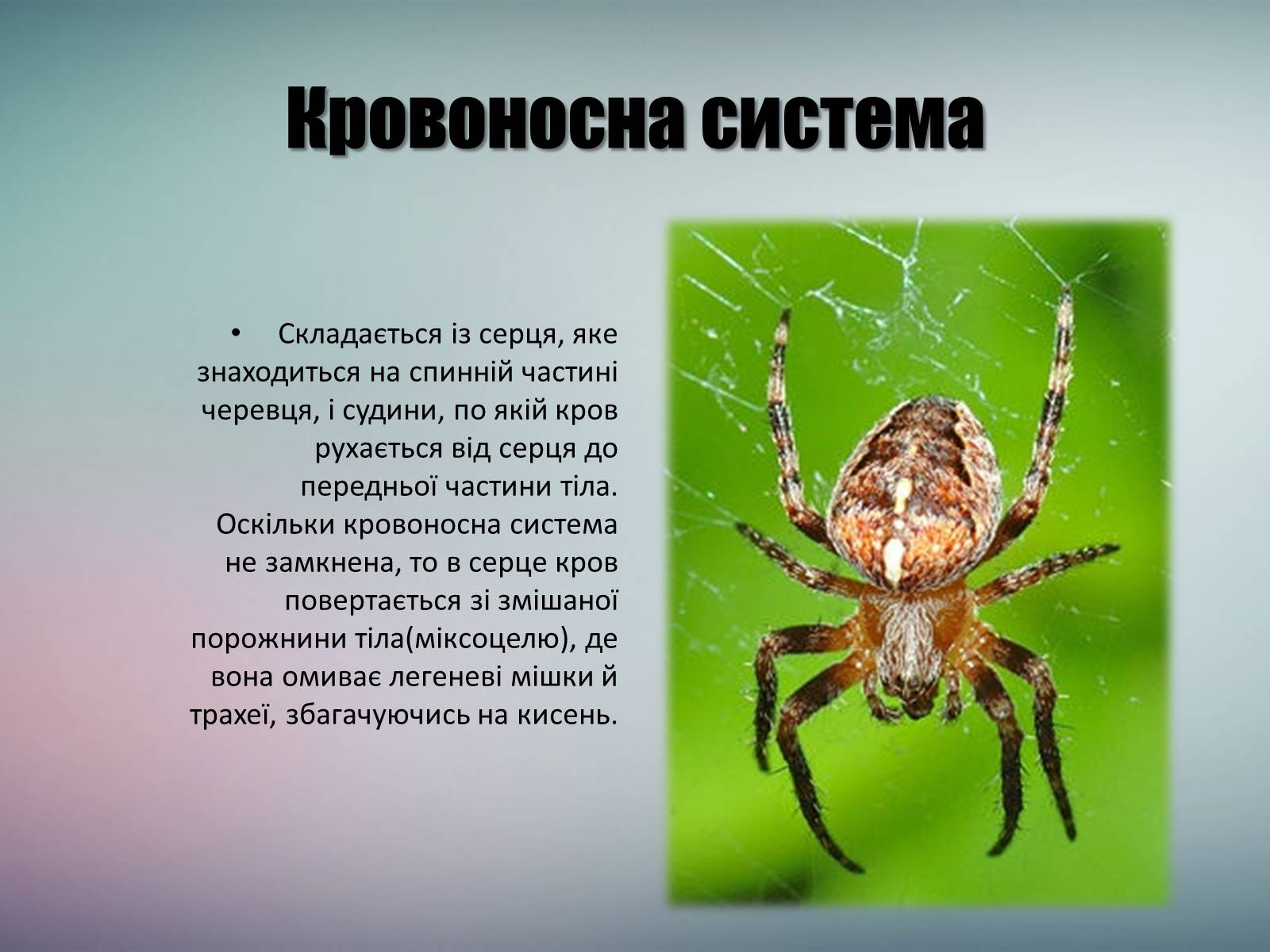 Презентація на тему «Павук Хрестовик» - Слайд #10