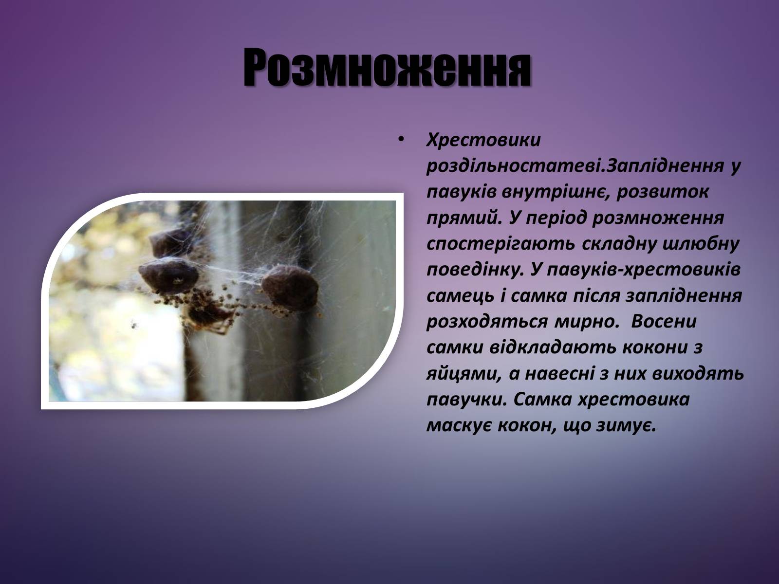 Презентація на тему «Павук Хрестовик» - Слайд #11