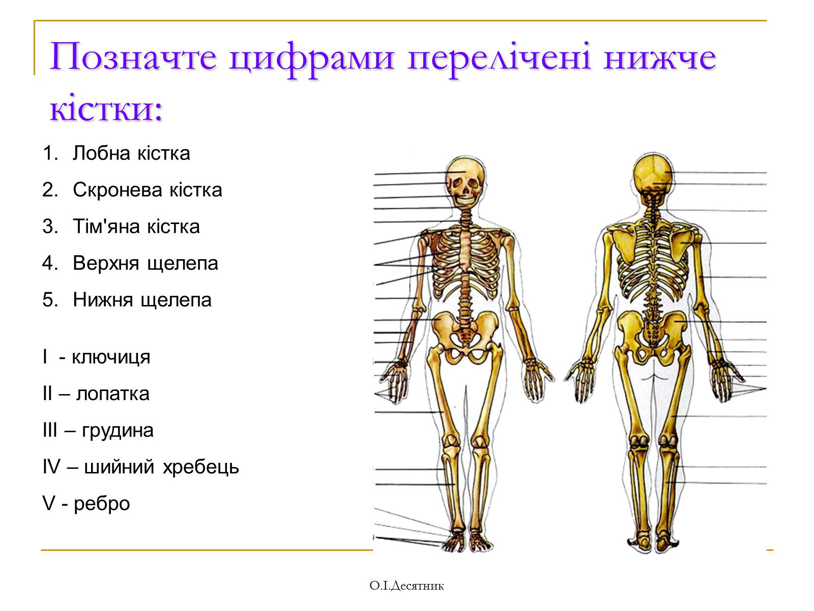 Презентація на тему «Система органів опори і руху» - Слайд #12