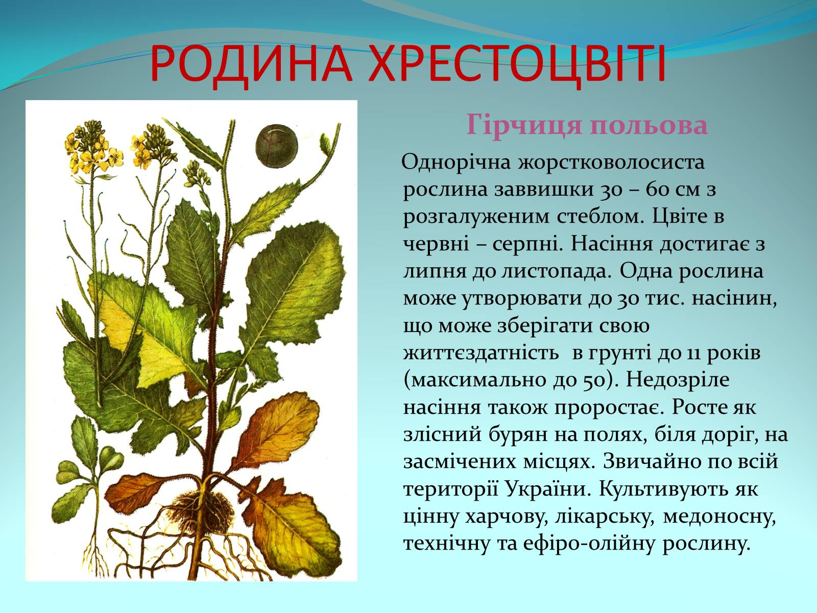 Презентація на тему «Різноманітність покритонасінних рослин» - Слайд #13
