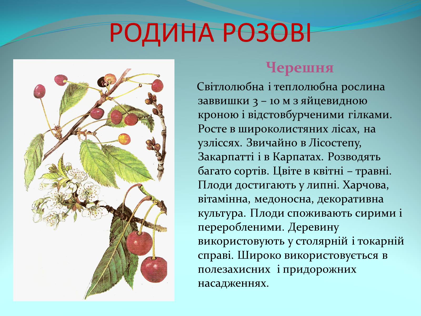 Презентація на тему «Різноманітність покритонасінних рослин» - Слайд #24