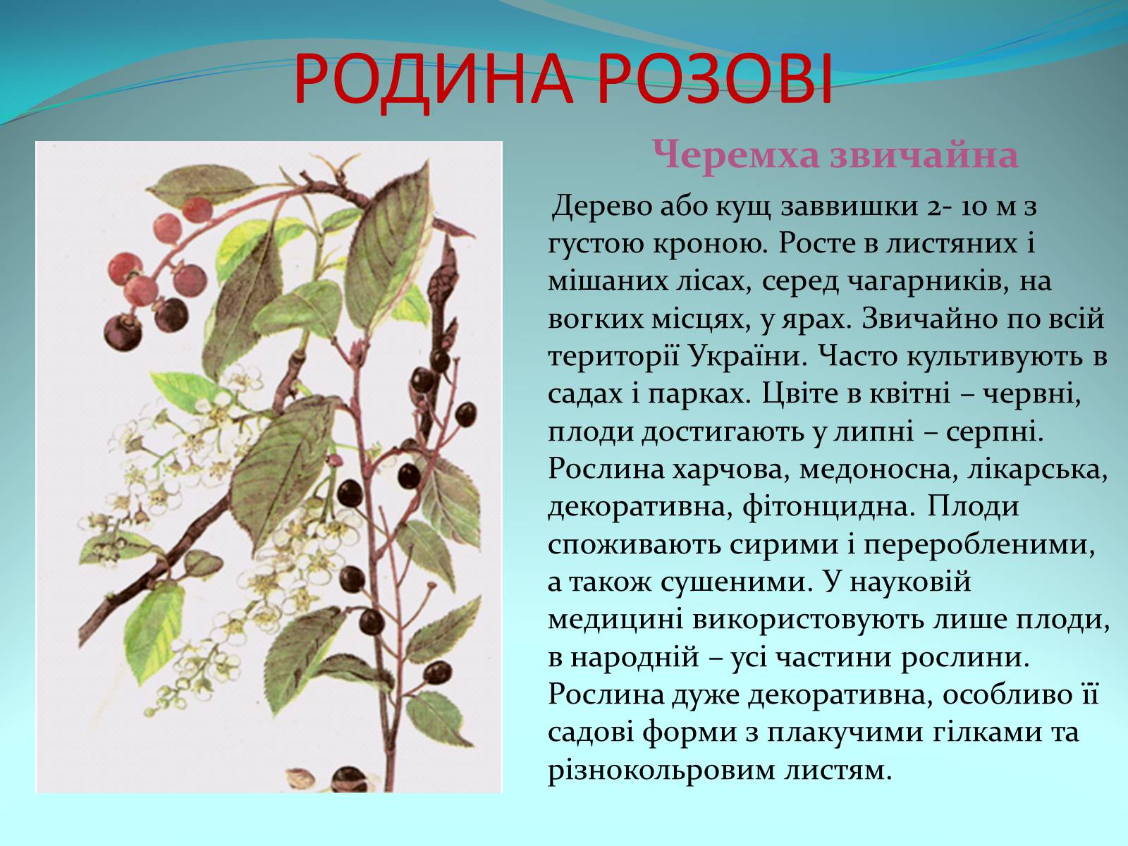Презентація на тему «Різноманітність покритонасінних рослин» - Слайд #25