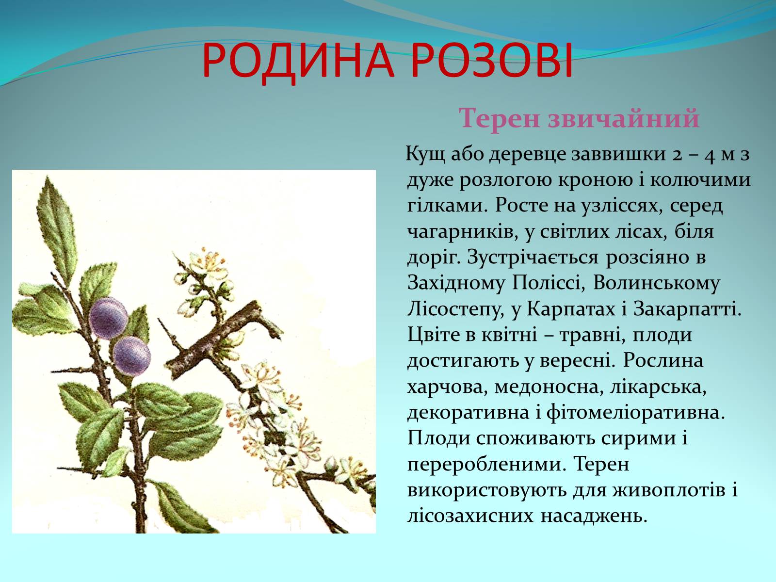 Презентація на тему «Різноманітність покритонасінних рослин» - Слайд #27