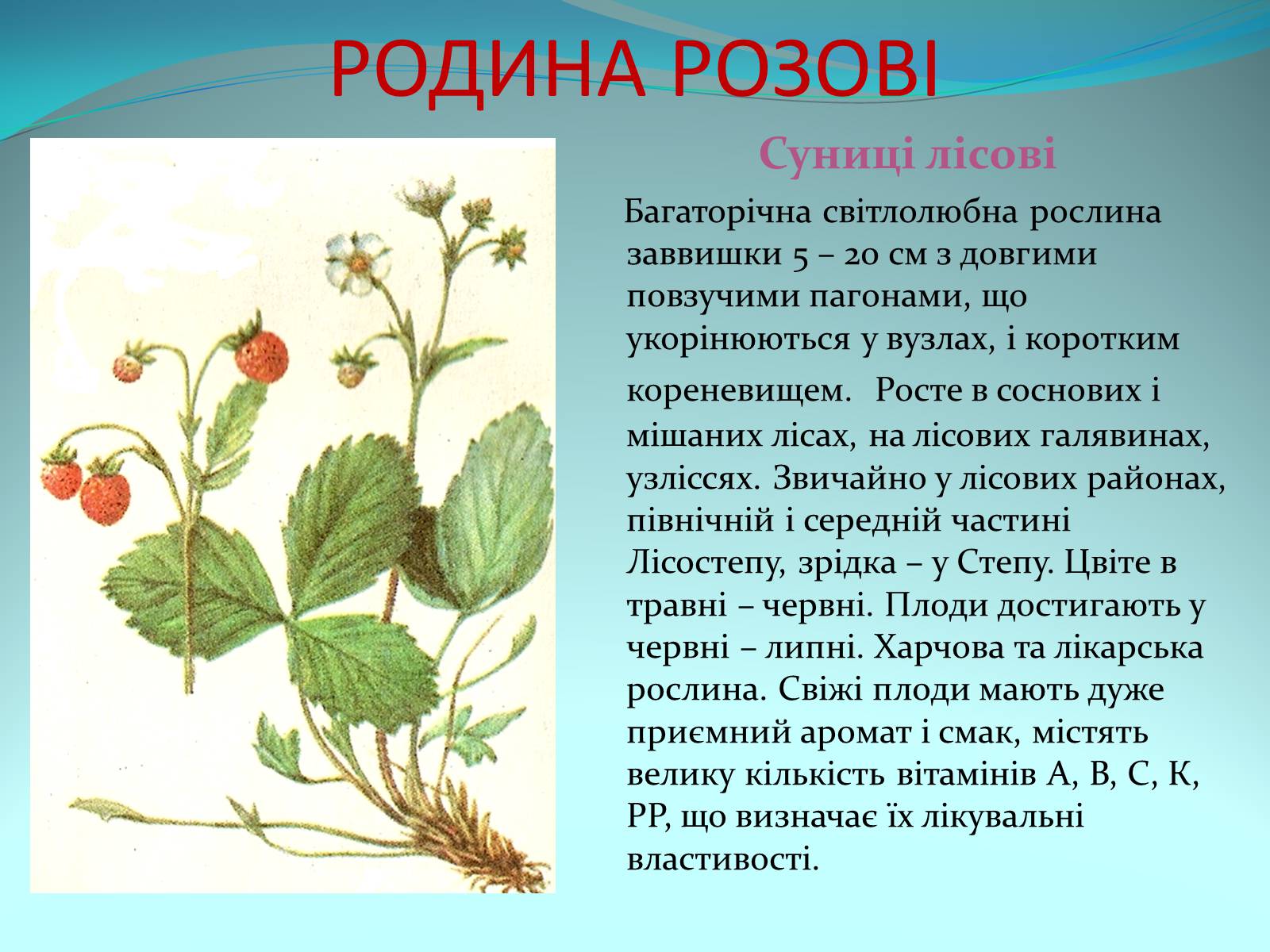 Презентація на тему «Різноманітність покритонасінних рослин» - Слайд #28