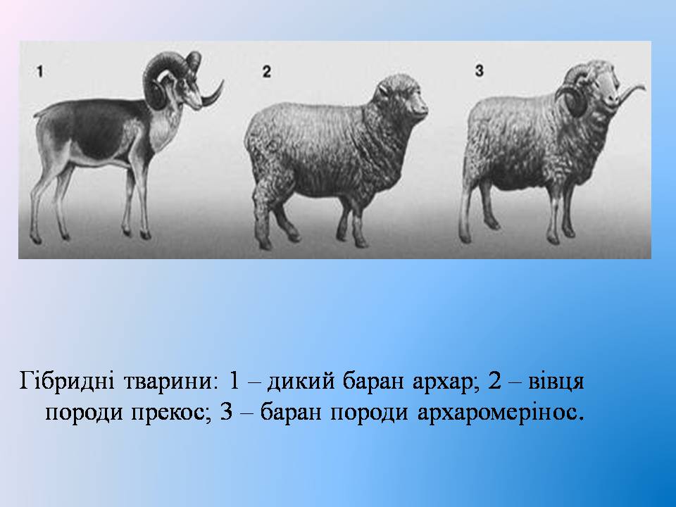 Презентація на тему «Селекція тварин» (варіант 3) - Слайд #7