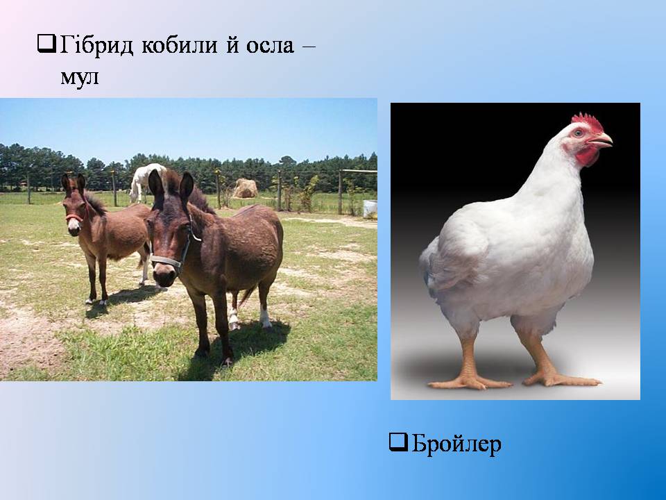 Презентація на тему «Селекція тварин» (варіант 3) - Слайд #9
