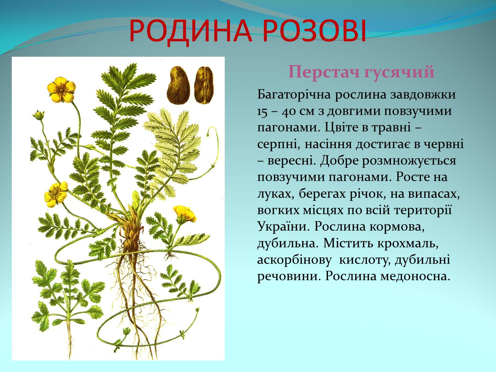 Презентація на тему «Різноманітність покритонасінних рослин» - Слайд #32