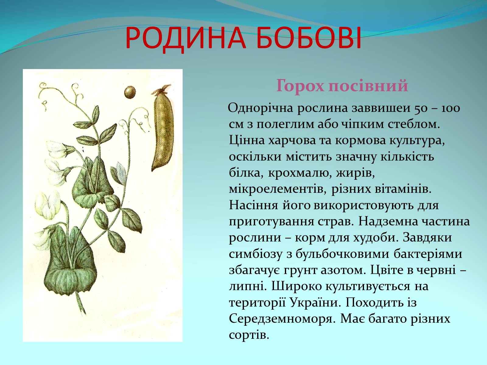 Презентація на тему «Різноманітність покритонасінних рослин» - Слайд #35
