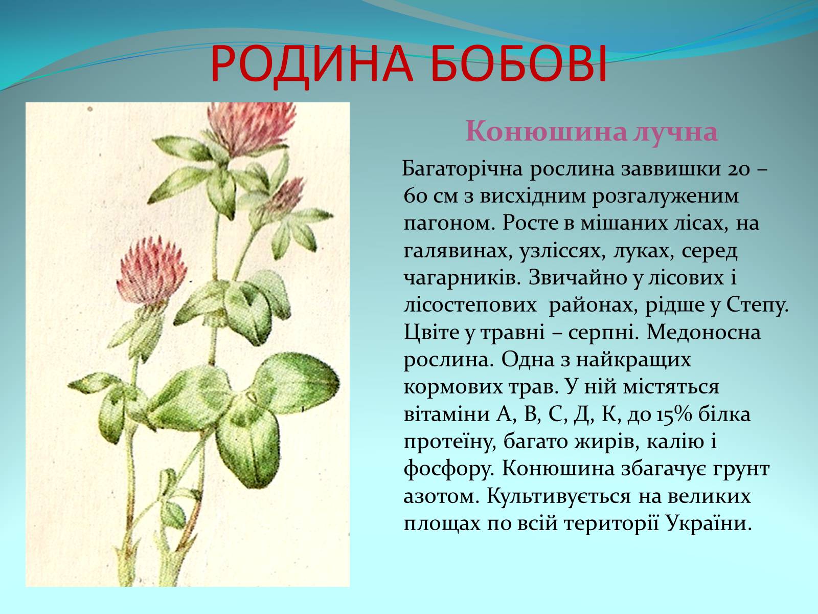 Презентація на тему «Різноманітність покритонасінних рослин» - Слайд #38