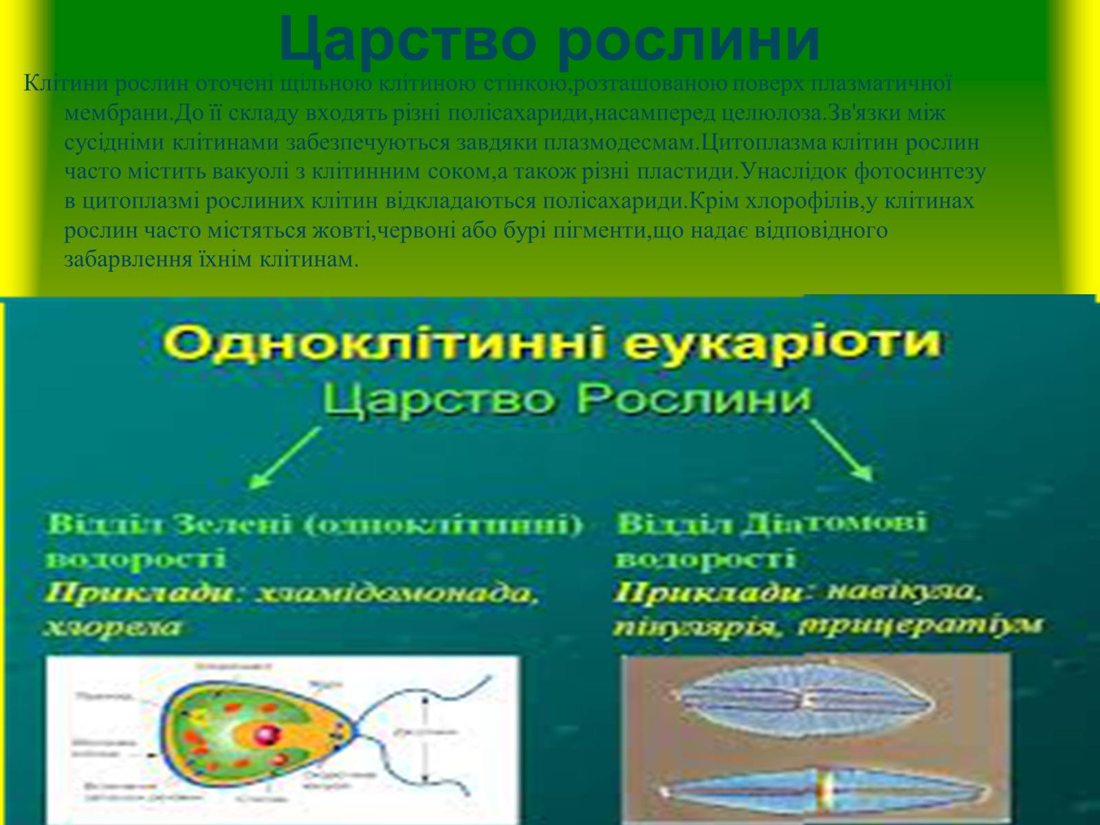 Презентація на тему «Багатоклітинні організми» - Слайд #5