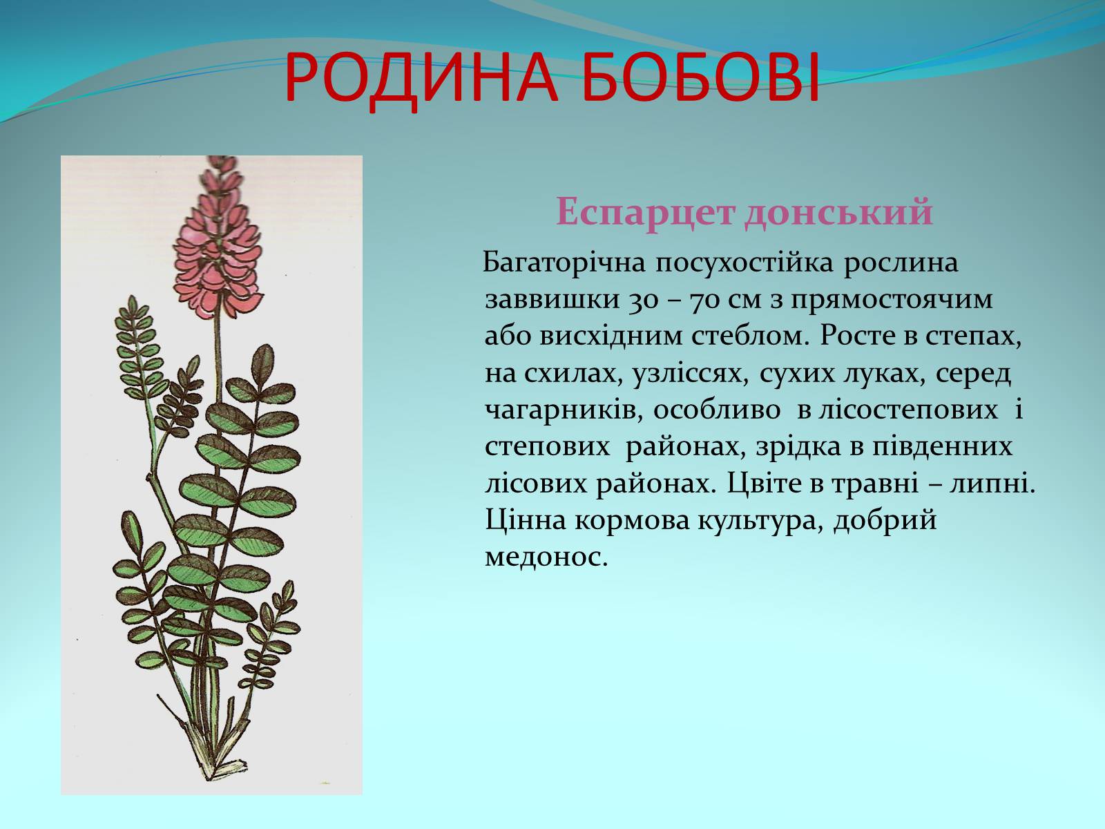 Презентація на тему «Різноманітність покритонасінних рослин» - Слайд #39