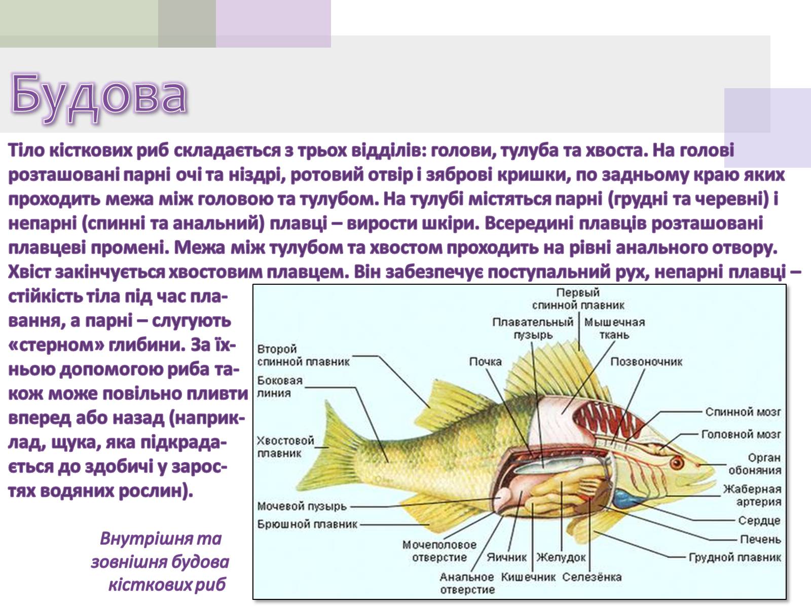 Презентація на тему «Кісткові риби» (варіант 1) - Слайд #4