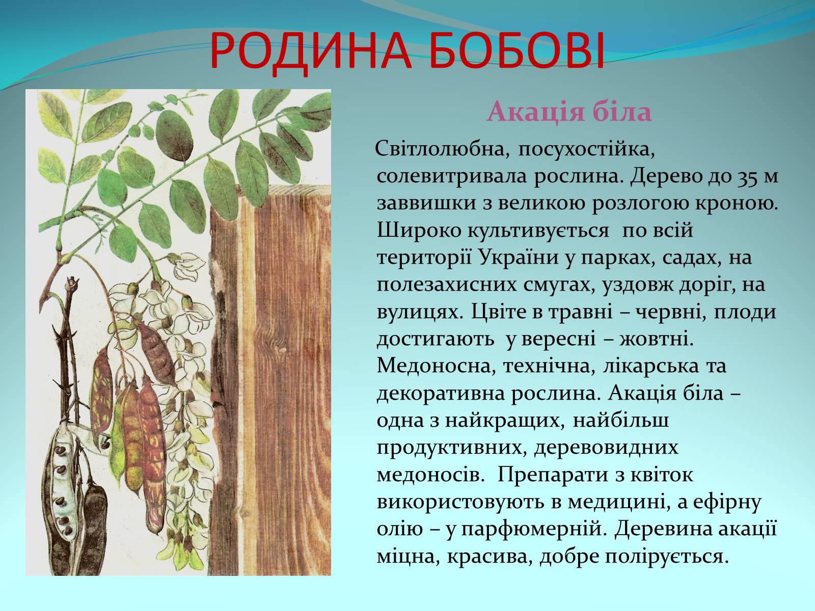 Презентація на тему «Різноманітність покритонасінних рослин» - Слайд #41