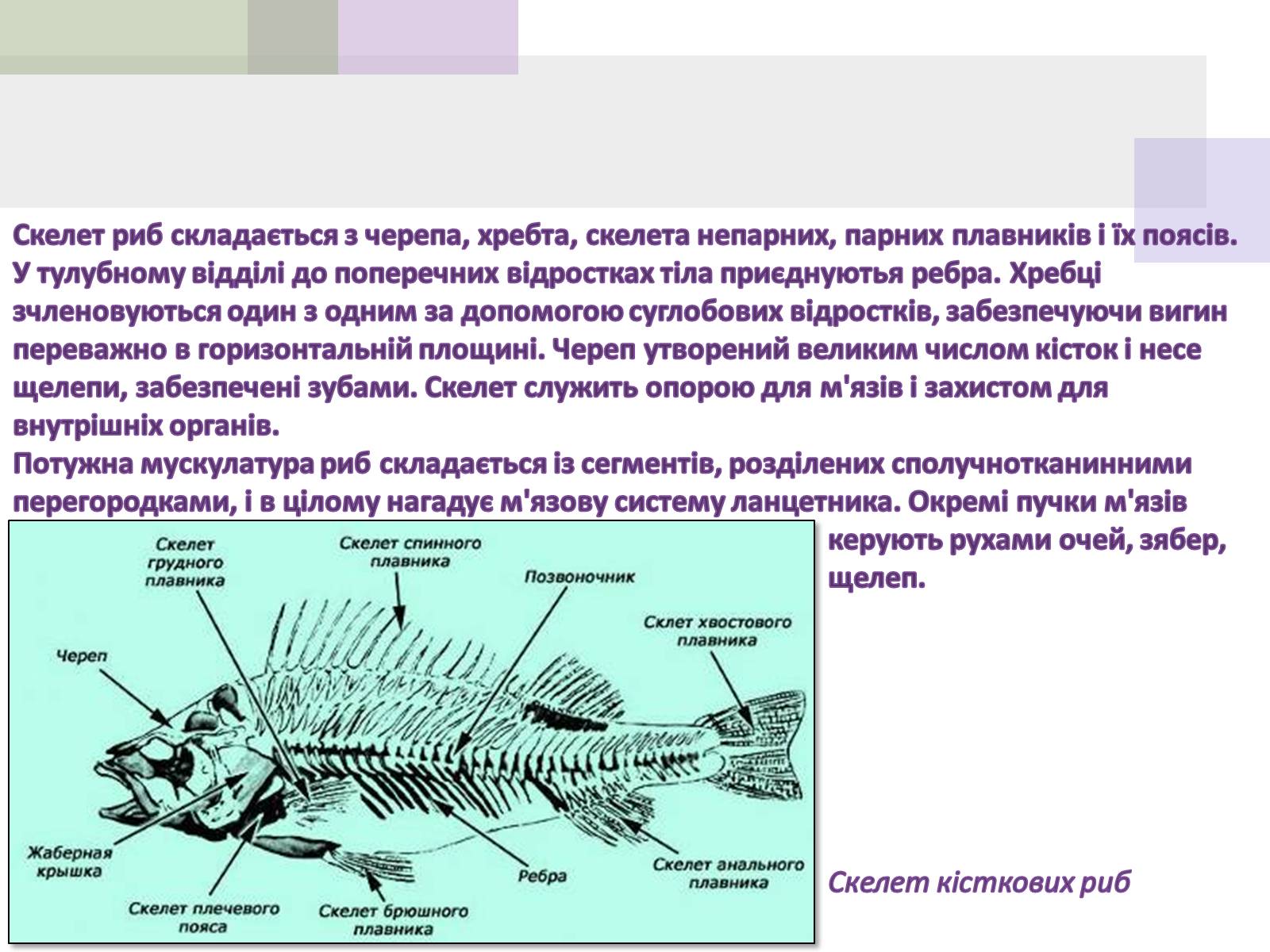 Презентація на тему «Кісткові риби» (варіант 1) - Слайд #5