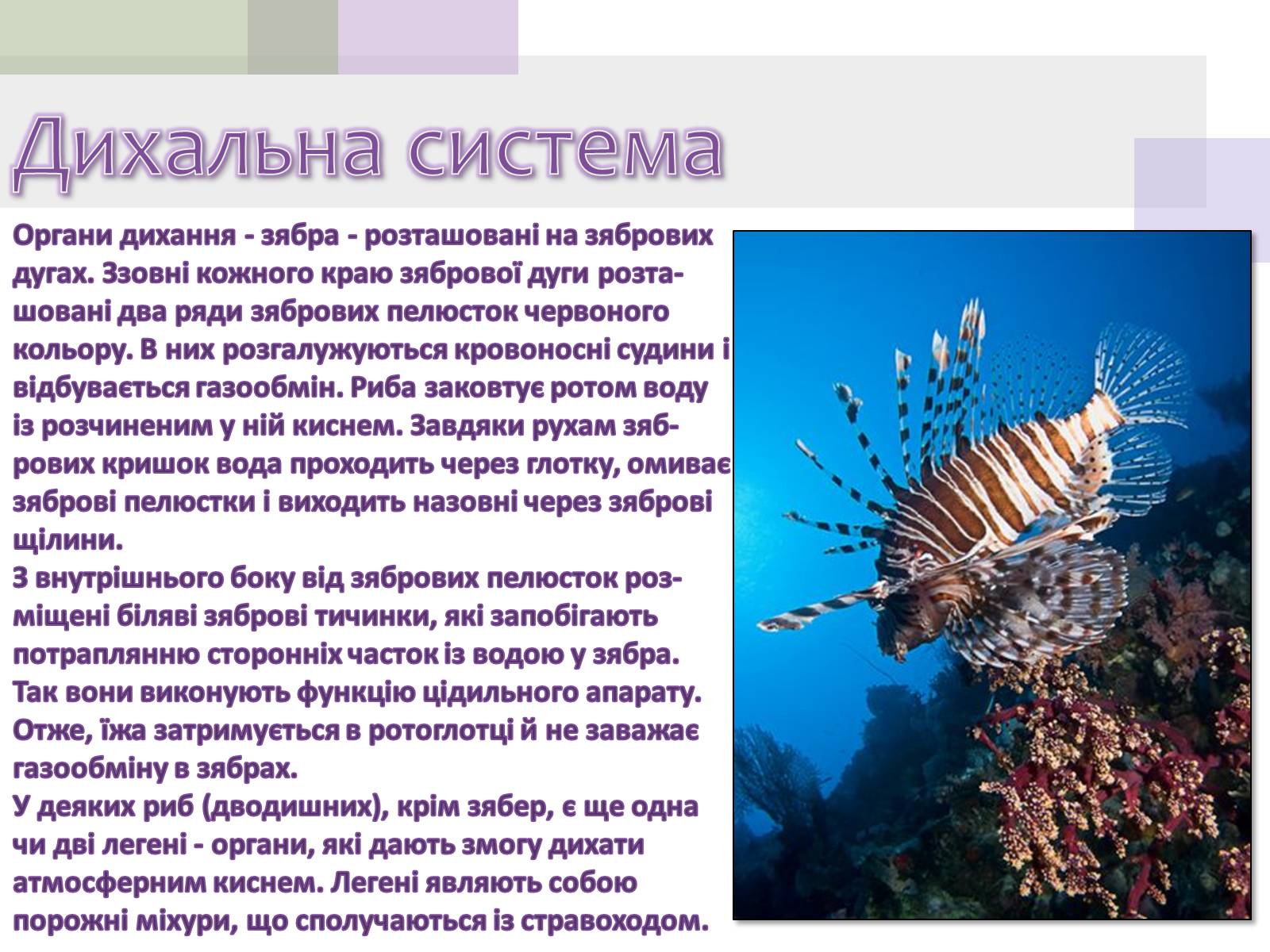 Презентація на тему «Кісткові риби» (варіант 1) - Слайд #8