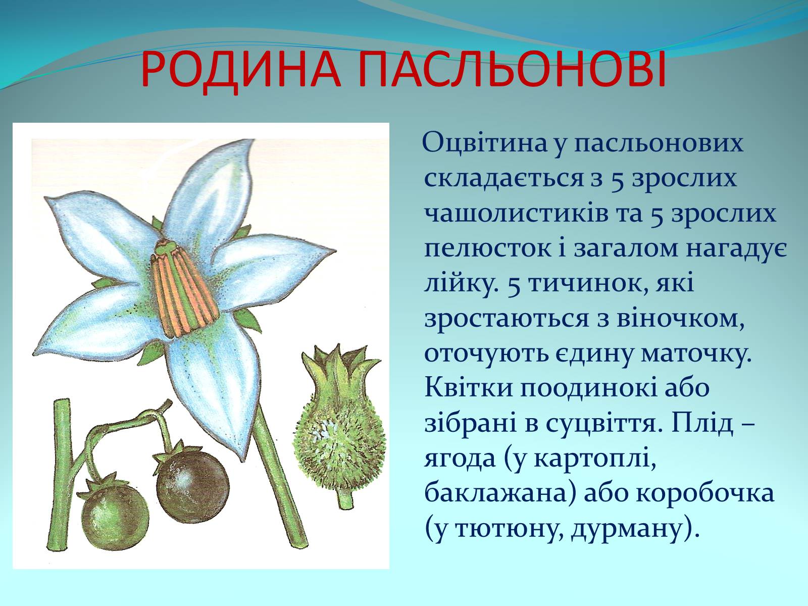 Презентація на тему «Різноманітність покритонасінних рослин» - Слайд #46