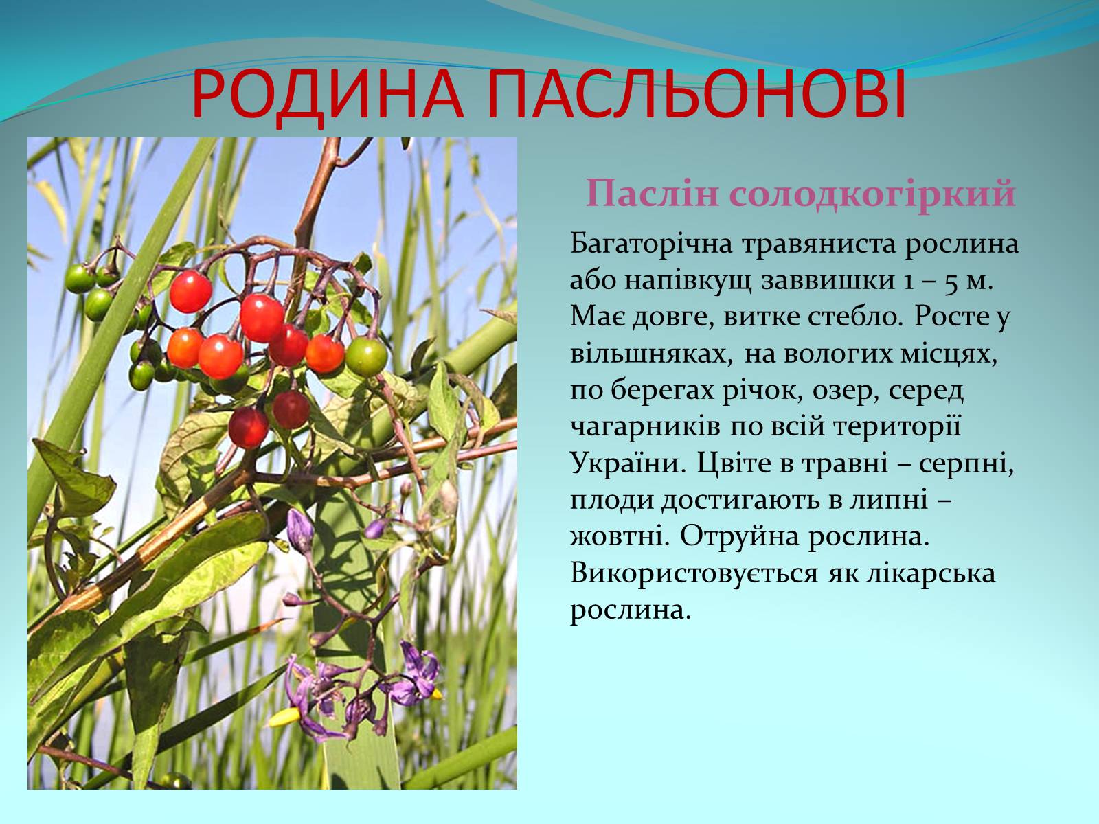 Презентація на тему «Різноманітність покритонасінних рослин» - Слайд #47