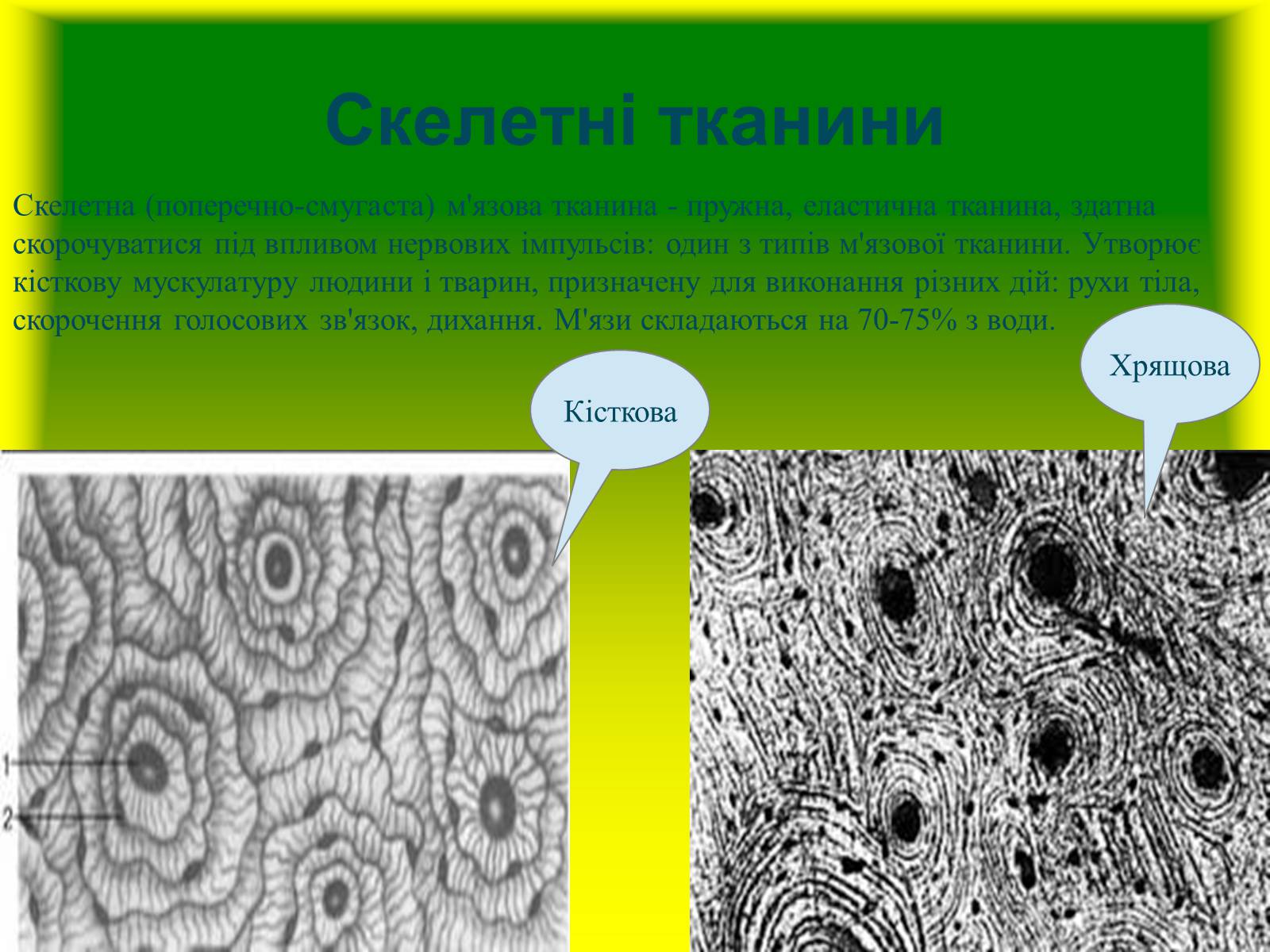Презентація на тему «Багатоклітинні організми» - Слайд #15