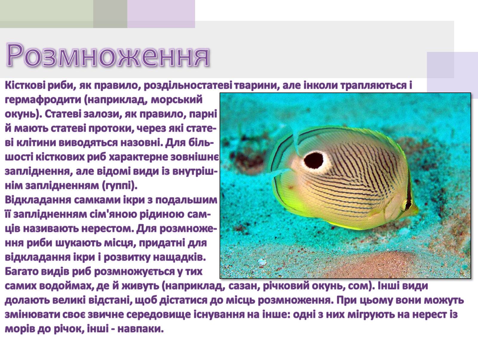 Презентація на тему «Кісткові риби» (варіант 1) - Слайд #13