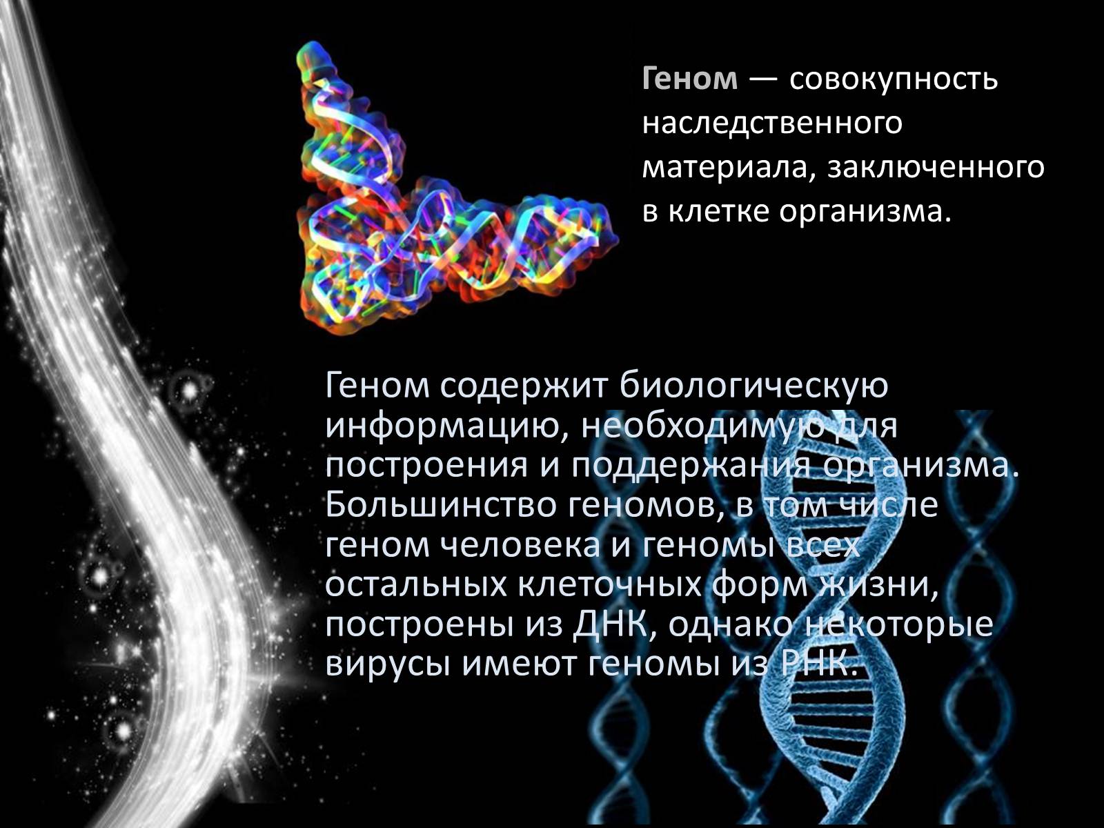 Презентація на тему «Геном человека» - Слайд #2