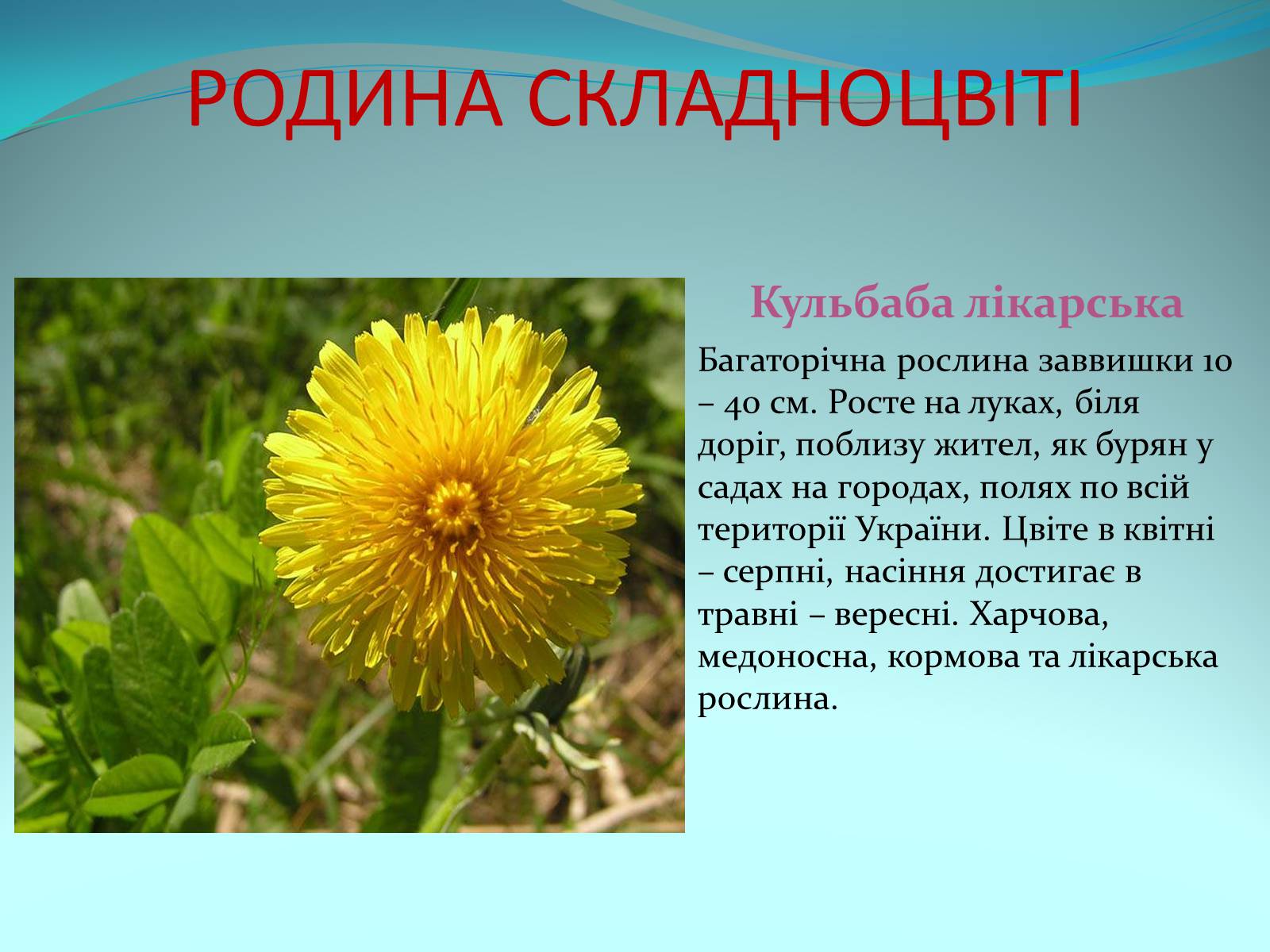 Презентація на тему «Різноманітність покритонасінних рослин» - Слайд #57