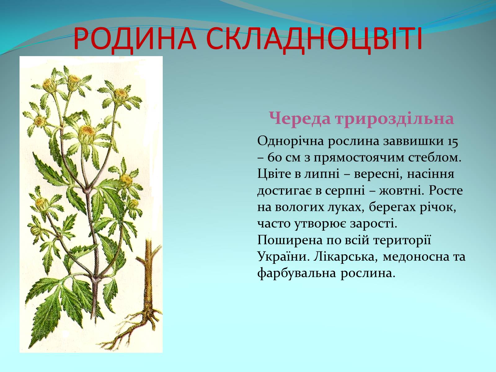 Презентація на тему «Різноманітність покритонасінних рослин» - Слайд #60