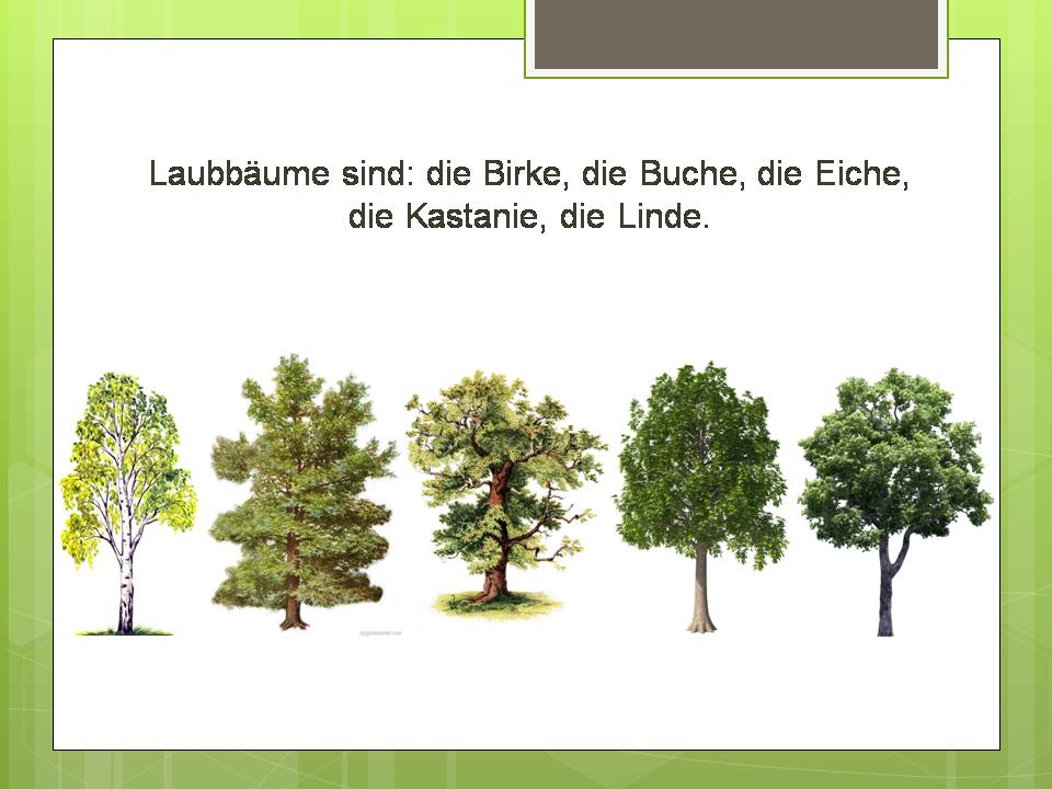 Презентація на тему «Der Baum» - Слайд #4