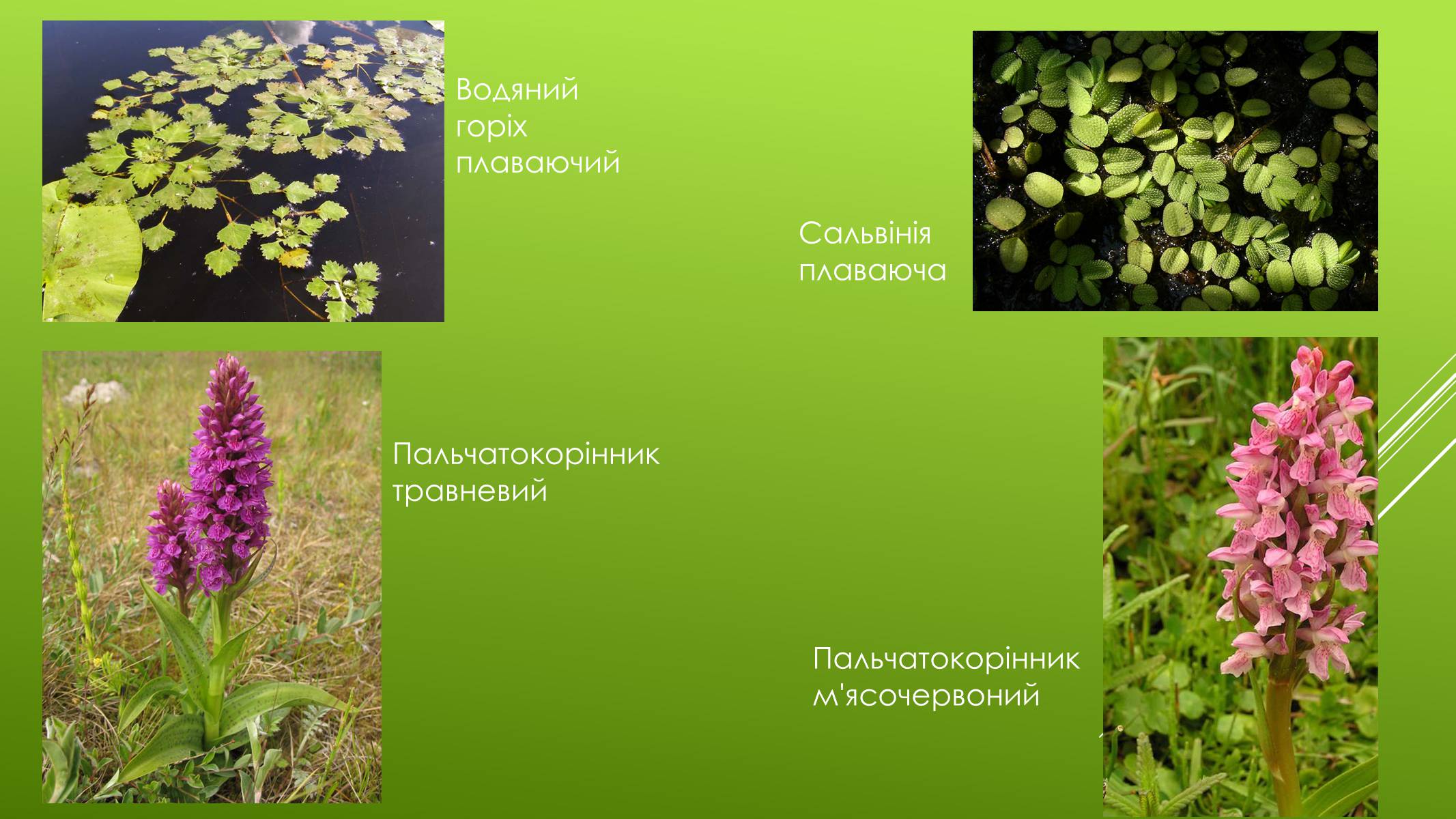 Презентація на тему «Національні Природні парки Чернігівської області» - Слайд #6