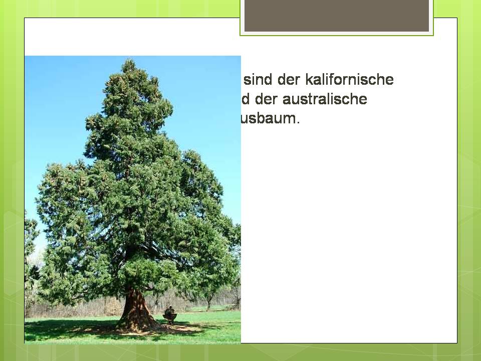 Презентація на тему «Der Baum» - Слайд #6