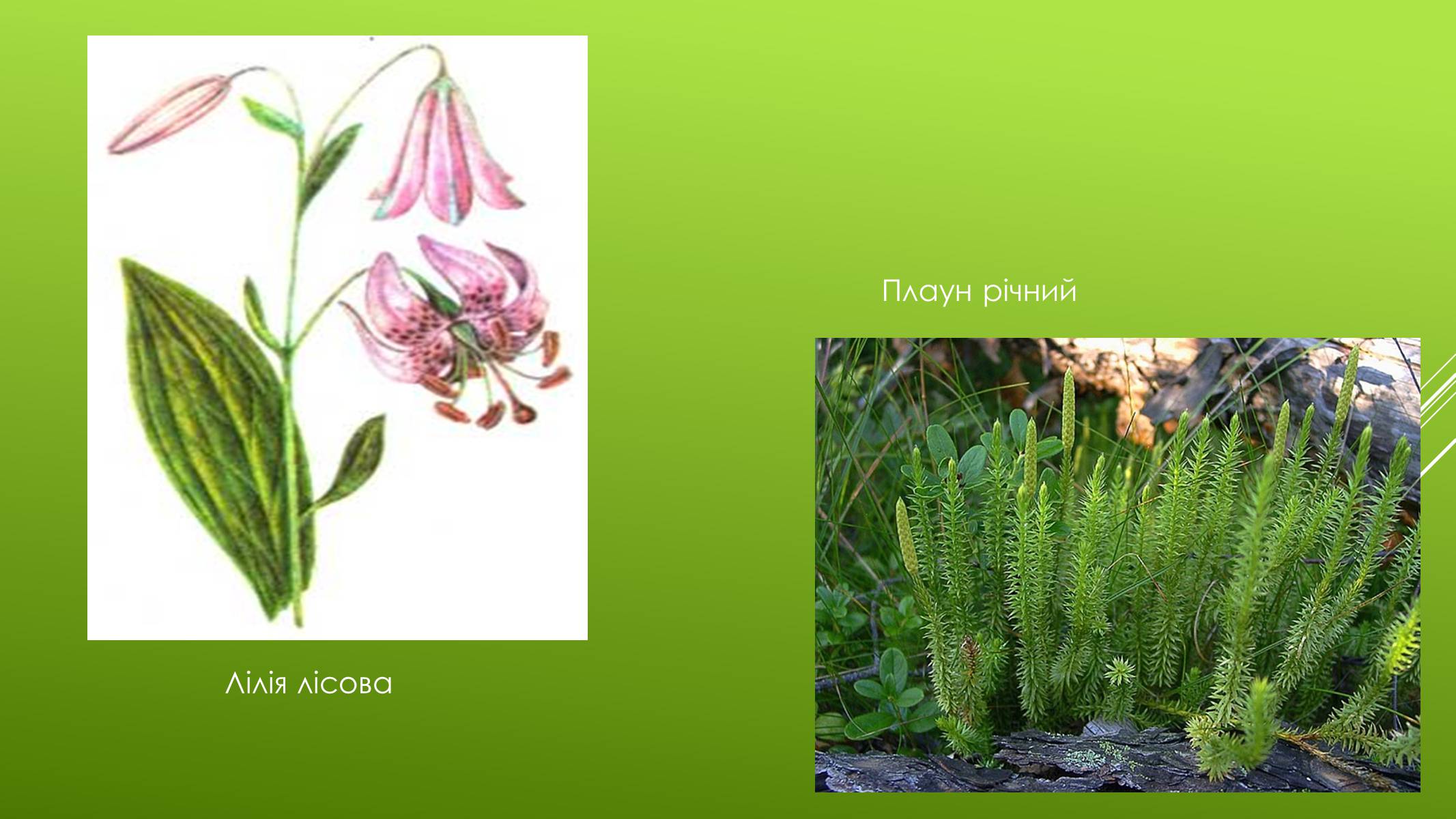 Презентація на тему «Національні Природні парки Чернігівської області» - Слайд #11