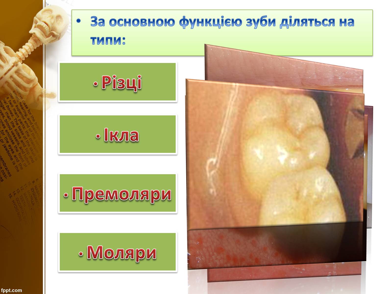 Презентація на тему «Бережіть свої зуби» - Слайд #5