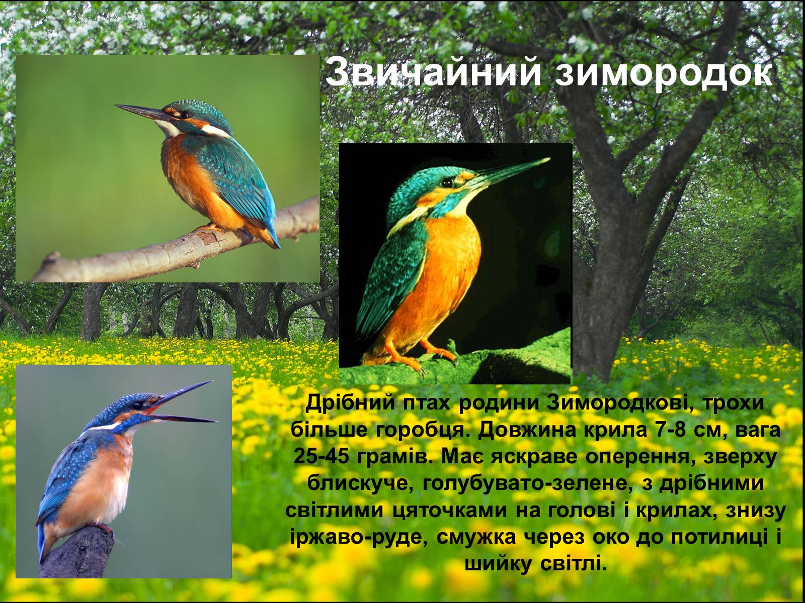 Презентація на тему «Різноманітність птахів» (варіант 1) - Слайд #7