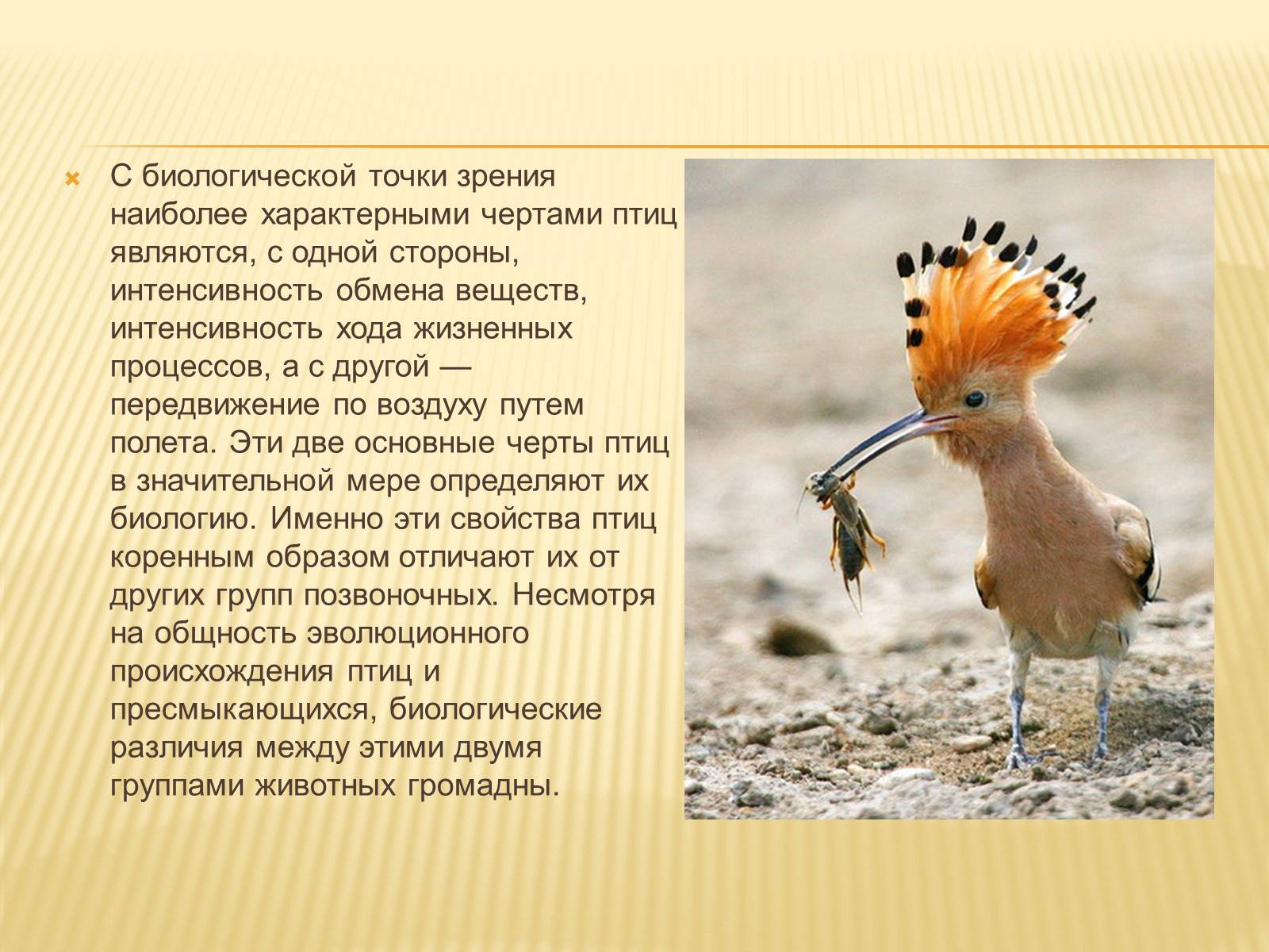 Презентація на тему «Птицы» (варіант 3) - Слайд #3