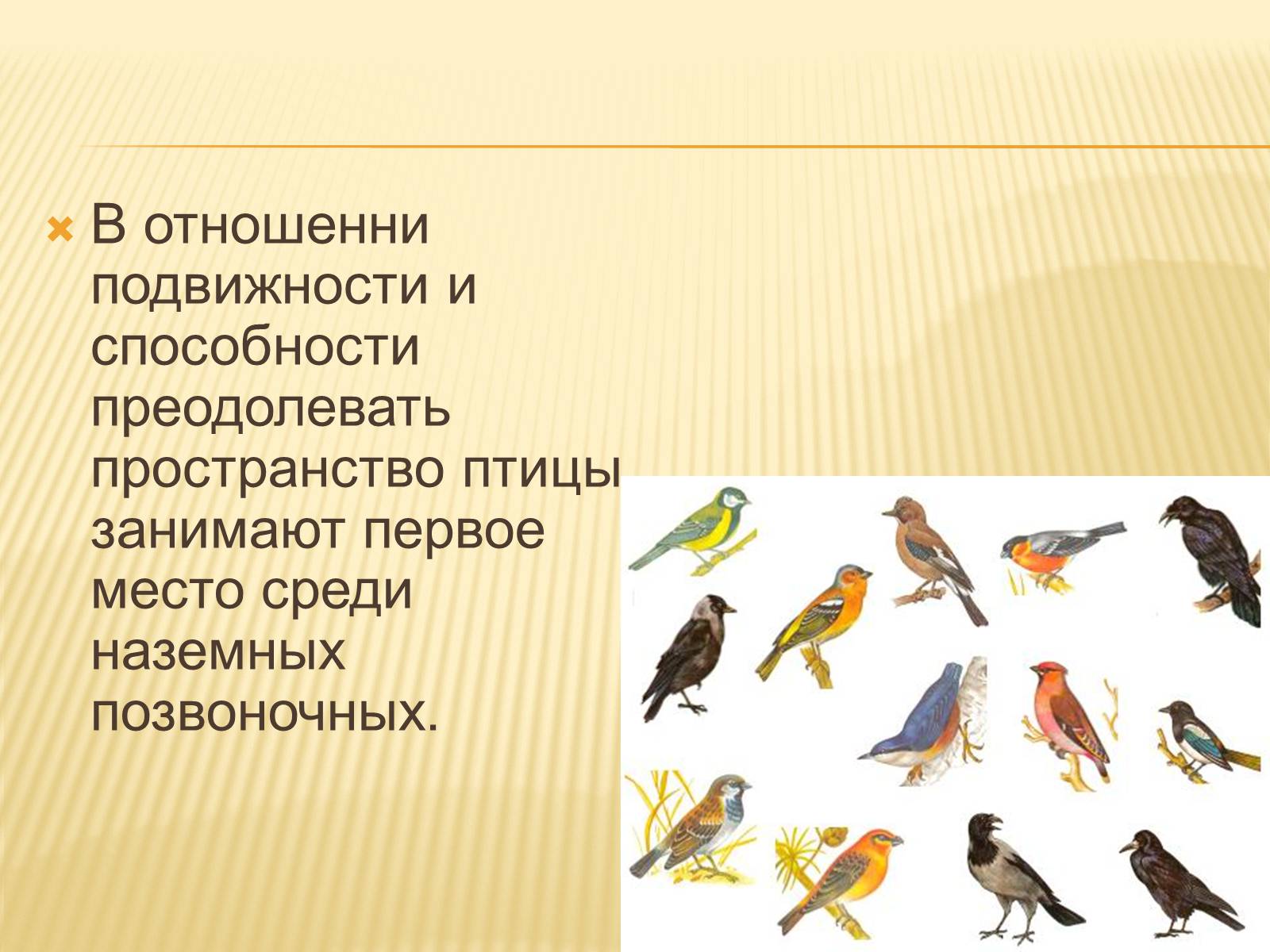 Презентація на тему «Птицы» (варіант 3) - Слайд #4