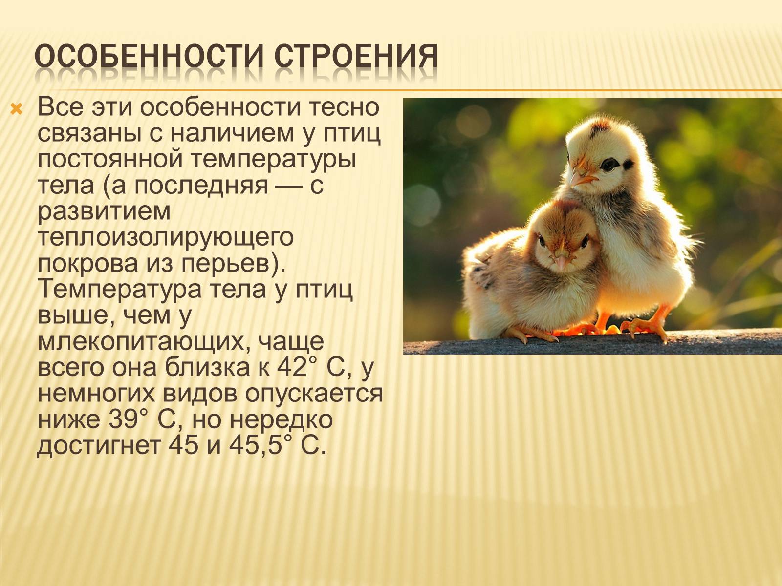 Презентація на тему «Птицы» (варіант 3) - Слайд #7