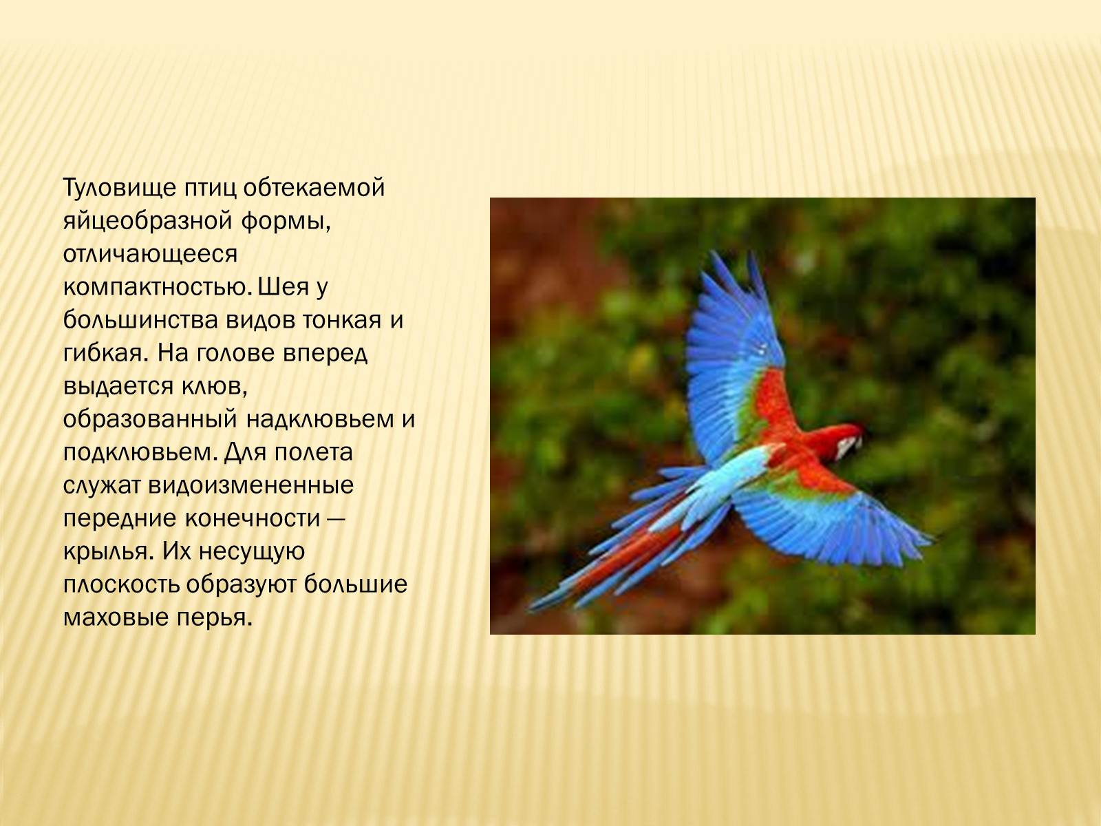 Презентація на тему «Птицы» (варіант 3) - Слайд #11