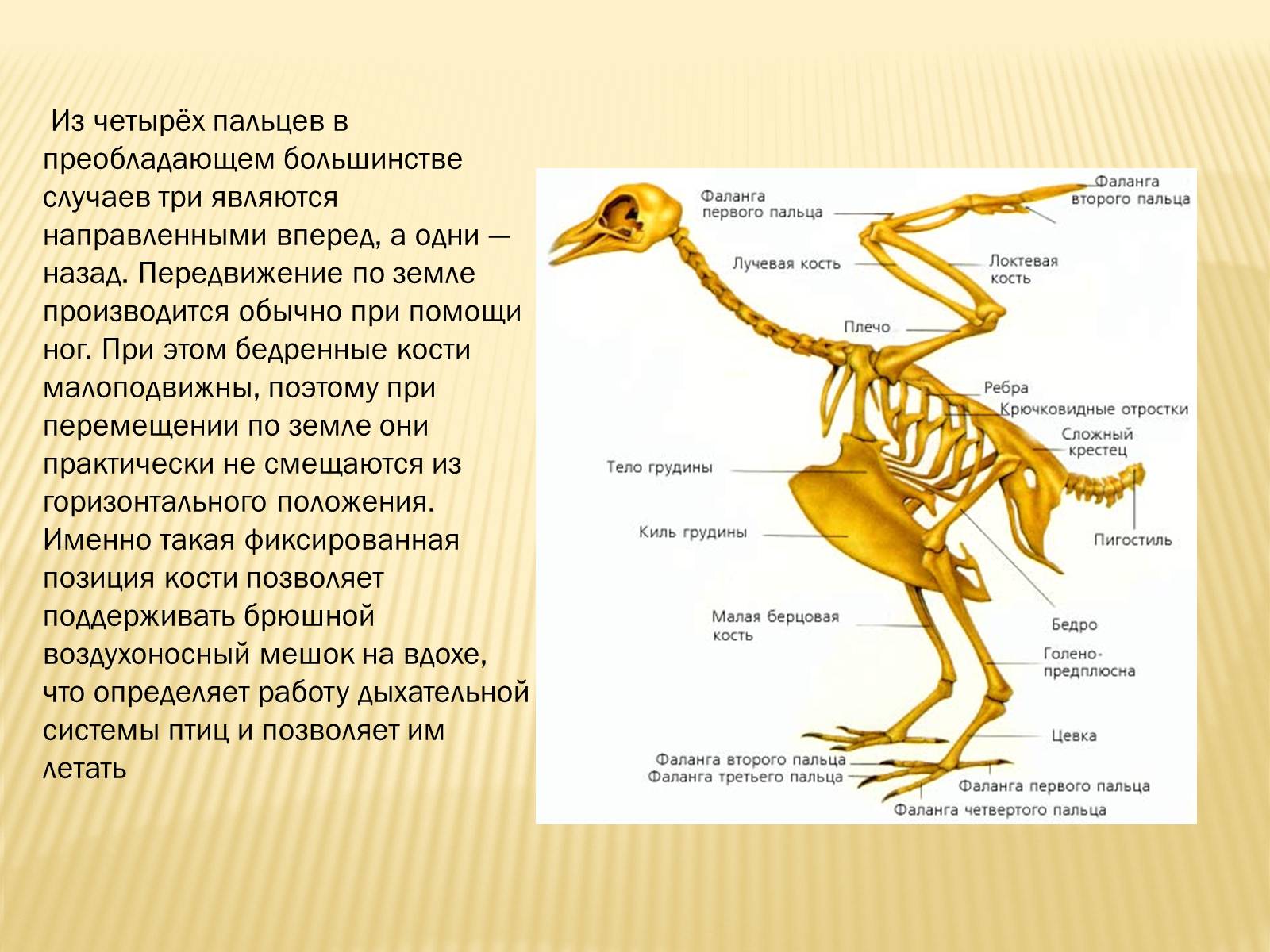 Скелет цевка. Строение костей птиц. Строение задних конечностей птиц. Скелет птицы. Передние конечности птиц.