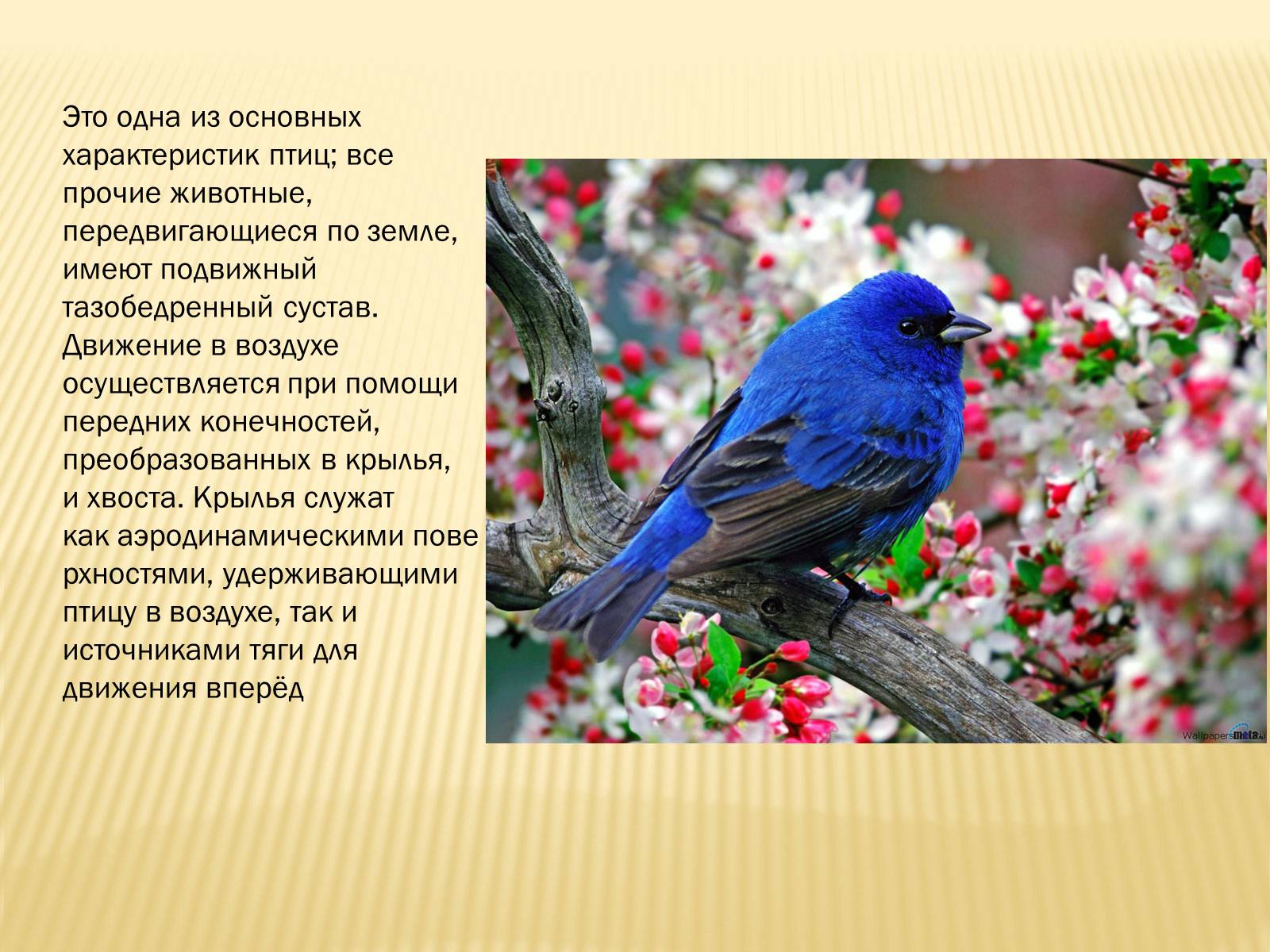 Презентація на тему «Птицы» (варіант 3) - Слайд #14