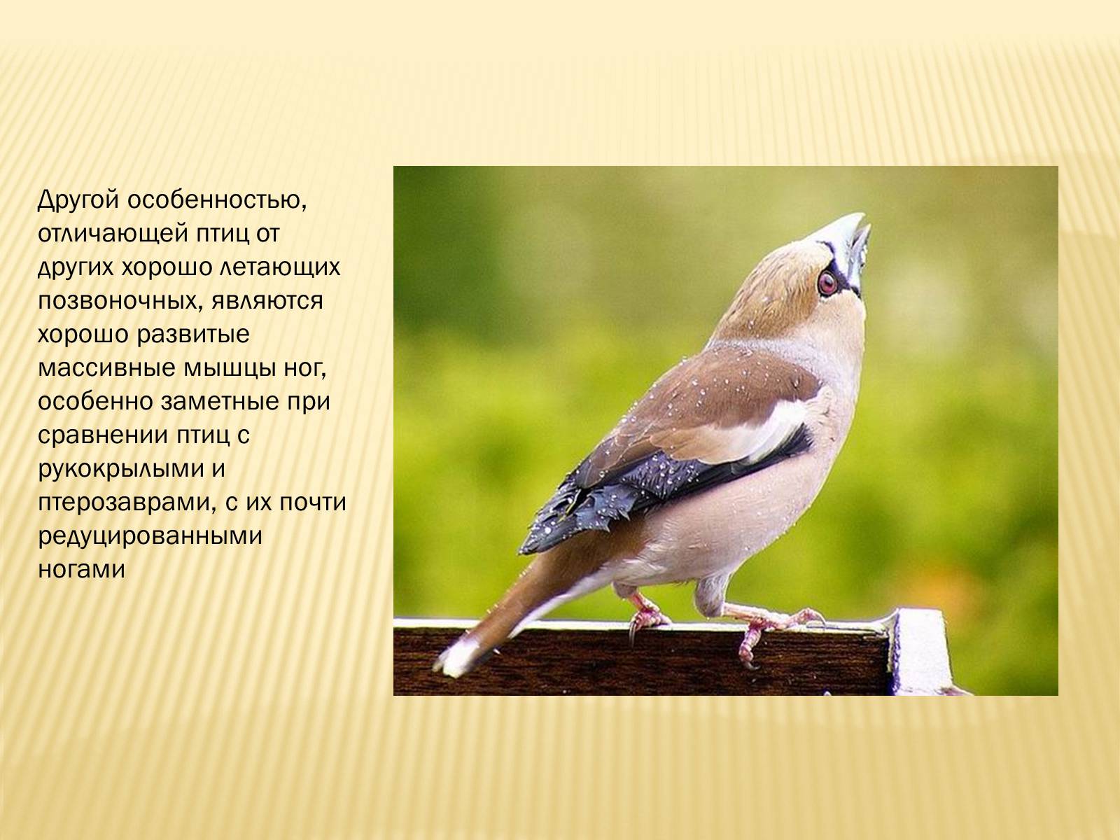 Текст сравнение птиц размер и цвет