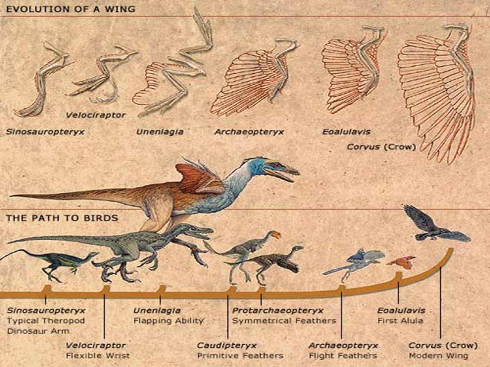 Откуда появились птицы. Археоптерикс Эволюция птиц. Птица динозавр. Птицы потомки Дромеозавров. Динозавры прародители птиц.